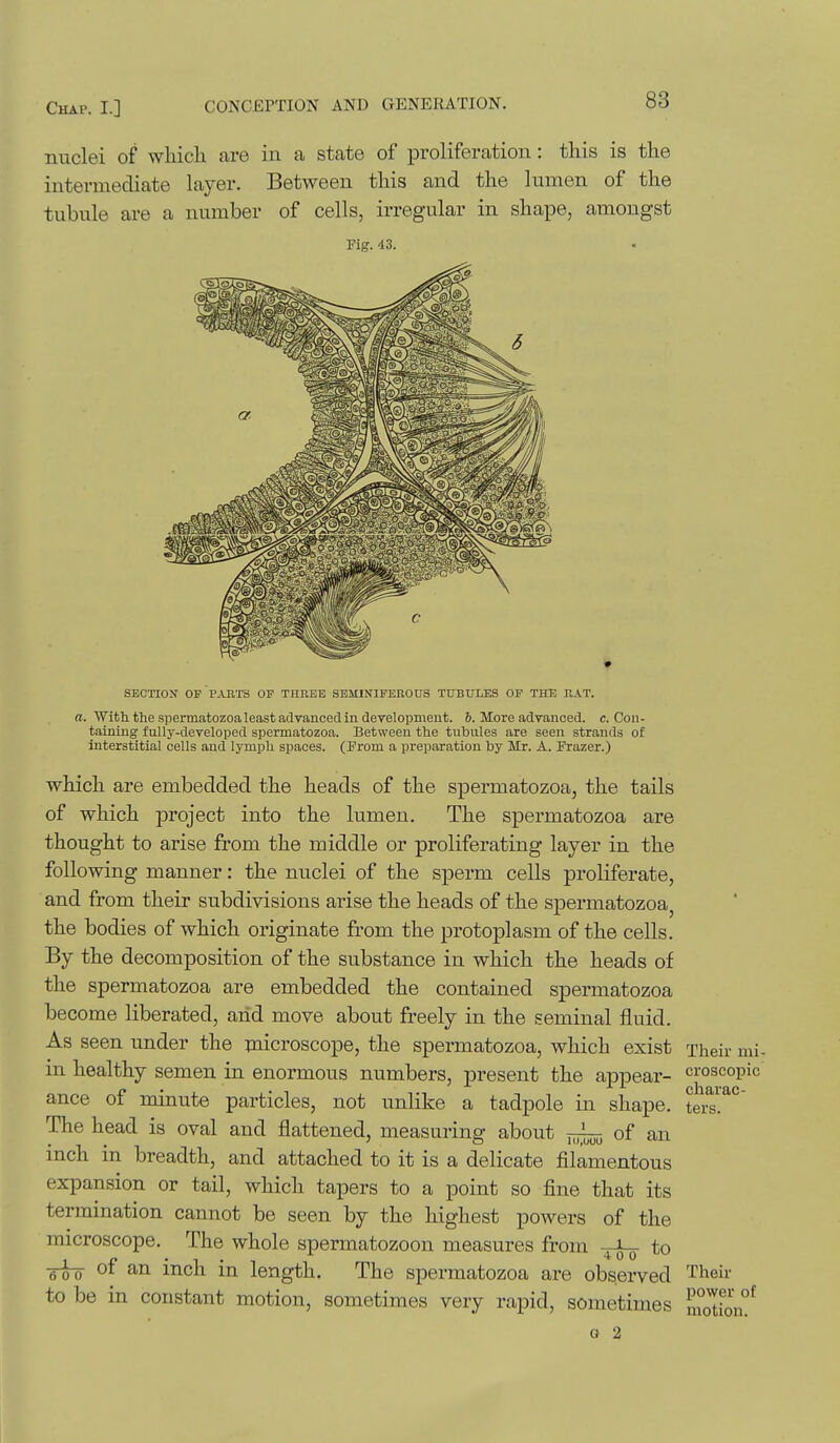 nuclei of which are in a state of proliferation: this is the intermediate layer. Between this and the lumen of the tubule are a number of cells, irregular in shape, amongst Fig. 43. SECTION OF PABTS OF THREE SEMINIFEBOUS TUBULES OP THE RAT. (I. Witli the spermatozoa least advanced in development. 5. More advanced, c. Con- taining fully-developed spermatozoa. Between the tubules are seen strands of interstitial cells and lymph spaces. (From a preparation by Mr. A. Frazer.) which are embedded the heads of the spermatozoa, the tails of which project into the lumen. The spermatozoa are thought to arise from the middle or proliferating layer in the following manner: the nuclei of the sperm cells proliferate, and from their subdivisions arise the heads of the spermatozoa^ the bodies of which originate from the protoplasm of the cells. By the decomposition of the substance in which the heads of the spermatozoa are embedded the contained spermatozoa become liberated, arid move about freely in the seminal fluid. As seen under the microscope, the spermatozoa, which exist Their mi in healthy semen in enormous numbers, present the appear- ance of minute particles, not unlike a tadpole in shape The head is oval and flattened, measuring about j~ of an inch in breadth, and attached to it is a delicate filamentous expansion or tail, which tapers to a point so fine that its termination cannot be seen by the highest powers of the microscope. The whole spermatozoon measures from to -g-J-g- of an inch in length. The spermatozoa are observed Their to be in constant motion, sometimes very rapid, sometimes nwtioif o 2 croscopic charac- ters.