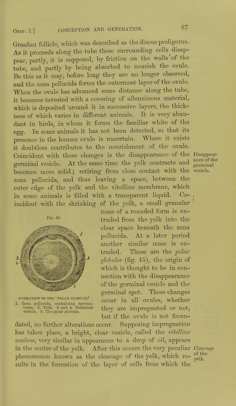 Graafian follicle, which was described as the discus proligerus. As it proceeds along the tube these surrounding cells ^disap- pear, partly, it is supposed, by friction on the walls of the tube, and partly by being absorbed to nourish the ovule. Be this as it may, before long they are no longer observed, and the zona pellucida forms the outermost layer of the ovule. When the ovule has advanced some distance along the tube, it becomes invested with a covering of albuminous material, which is deposited 'around it in successive layers, the thick- ness of which varies in different animals. It is very abun- dant in birds, in Tvhom it forms the familiar white of the egg. In some animals it has not been detected, so that its presence in the human ovule is uncertain. Where it exists it doubtless contributes to the nourishment of the ovule. Coincident with these changes is the disappearance of the Disappear- germinal vesicle. At the same time the yelk contracts and germhial ^ becomes more solid; retiring from close contact with the vesicle, zona pellucida, and thus leaving a space, between the outer edge of the yelk and the vitelline membrane, which in some animals is filled with a transparent liquid. Co- , incident with the shrinking of the yelk, a small granular mass of a rounded form is ex- truded from the yelk into the clear space beneath the zona pellucida. At a later period another similar mass is ex- truded. These are the polar globules (fig. 45), the origin of which is thought to be in con- nection with the disappearance of'the germinal vesicle and the germinal spot. These changes occur in all ovules, whether they are impregnated or not, but if the ovule is not fecun- dated, no further alterations occur. Supposing impregnation has taken place, a bright, clear vesicle, called the vitelline nucleus, very similar in appearance to a drop of oil, appears in the centre of the yelk. After this occurs the very peculiar Cleavage phenomenon known as the cleavage of the yelk, which re- y\\i^^ suits in the formation of the layer of cells from which the Pig. 45. FORMATION OP THE ' POLAR GLOBULE.' 1. Zona pellucida, containing sperma- tozoa. 2. Yelk. 3 and 4. Germinal vesicle. S. The polar globule.