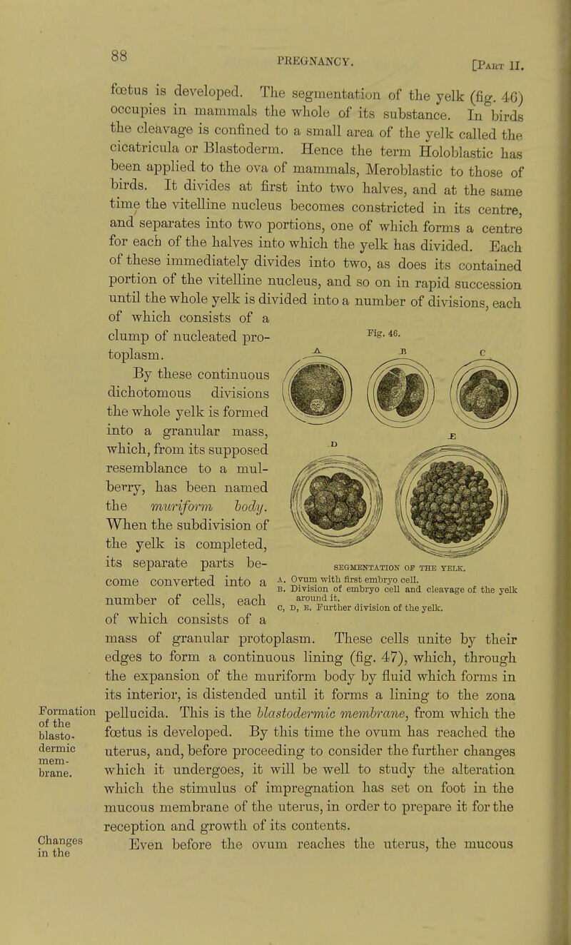 PREGNANCY. [Pakt II. fcctus^ is developed. The segmentation of the yelk (fig. 40) occupies in mammals the whole of its substance. In birds the cleavage is confined to a small area of the yelk called the cicatricula or Blastoderm. Hence the term Holoblastic has been applied to the ova of mammals, Meroblastic to those of birds. It divides at first into two halves, and at the same time the vitelline nucleus becomes constricted in its centre, and separates into two portions, one of which forms a centre for each of the halves into which the yelk has divided. Each of these immediately divides into two, as does its contained portion of the vitelline nucleus, and so on in rapid succession until the whole yelk is divided into a number of divisions, each of which consists of a clump of nucleated pro- toplasm. By these continuous dichotomous divisions the whole yelk is formed into a granular mass, which, from its supposed resemblance to a mul- berry, has been named the muriform body. When the subdivision of the yelk is completed, its separate parts be- come converted into a a. Oyum with first embryo ceU. B. Division of embryo cell and cleavage of the yeUc number of cells, each „ 'J; .... „ ' c, D, B. Further division of the yelk. of which consists of a mass of granular protoplasm. These cells unite by their edges to form a continuous lining (fig. 47), which, through the expansion of the muriform body by fluid which forms in its interior, is distended until it forms a lining to the zona ^o™ation pellucida. This is the blastodermic membrane, from which the foetus is developed. By this time the ovum has reached the uterus, and, before proceeding to consider the further changes which it undergoes, it will be well to study the alteration which the stimulus of impregnation has set on foot in the mucous membrane of the uterus, in order to prepare it for the reception and growth of its contents. Changes jj^g^ hefore the ovum reaches the uterus, the mucous m the SEGMENTATION OF THE YELK. of the blasto- dermic mem- brane.