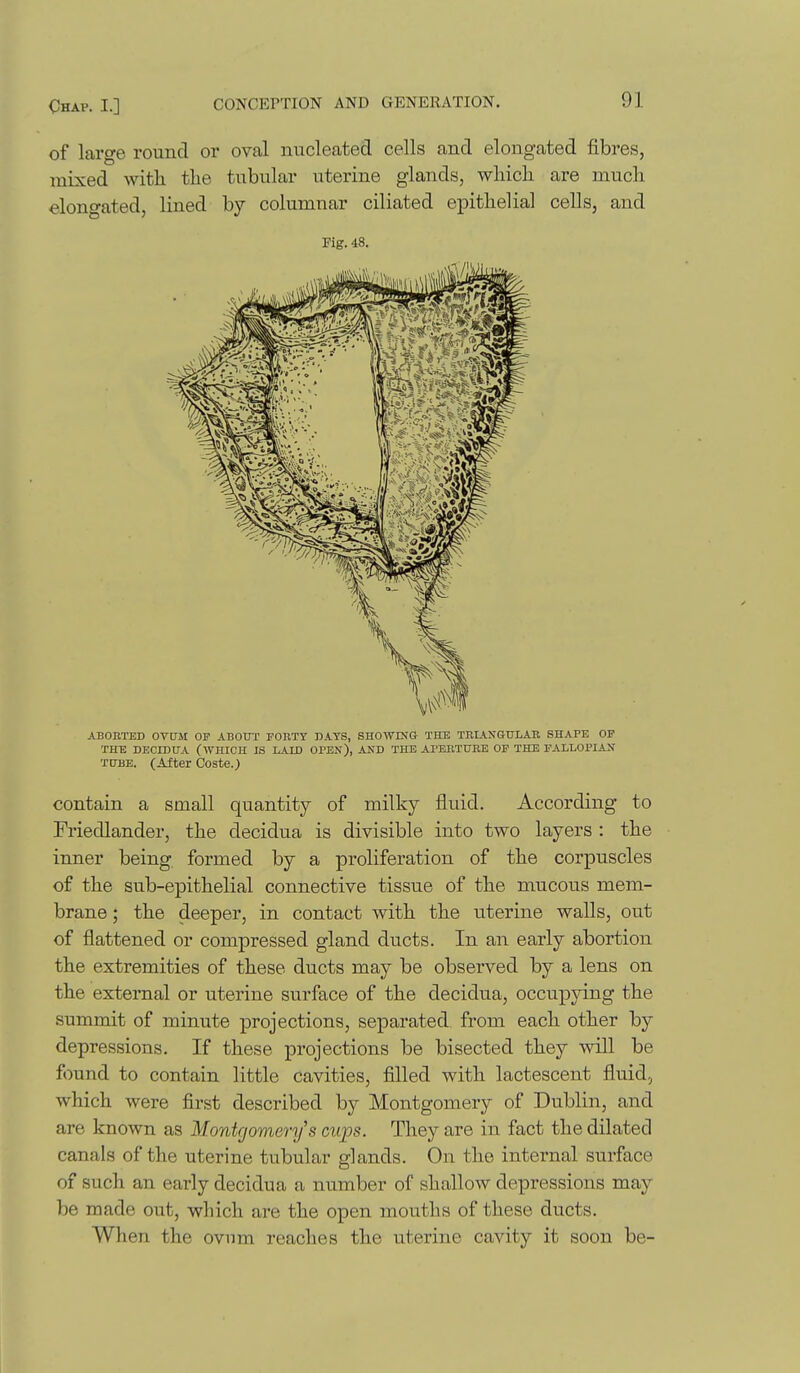 of large round or oval nucleated cells and elongated fibres, mixed with the tubular uterine glands, which are much elongated, lined by columnar ciliated epithelial cells, and Pig. 48. ABOIITED OVUM OF ABOUT FOIITY DATS, SHOWING THE TRIANGULAR SHAPE OF THE DECIDUA (WHICH IS LAID OPEN), AND THE APEHTURB OF THE FALLOPIAN TUBE. (After Coste.) contain a small quantity of milky fluid. According to Friedlander, the decidua is divisible into two layers : the inner being formed by a proliferation of the corpuscles of the sub-epithelial connective tissue of the mucous mem- brane ; the deeper, in contact with the uterine walls, out of flattened or compressed gland ducts. In an early abortion the extremities of these ducts may be observed by a lens on the external or uterine surface of the decidua, occupying the summit of minute projections, separated from each other by depressions. If these projections be bisected they will be found to contain little cavities, filled with lactescent fluid, which were first described by Montgomery of Dublin, and are known as Montrjornery s cups. They are in fact the dilated canals of the uterine tubular glands. On the internal surface of such an early decidua a number of shallow depressions may be made out, which are the open mouths of these ducts. When the ovnm reaches the uterine cavity it soon be-