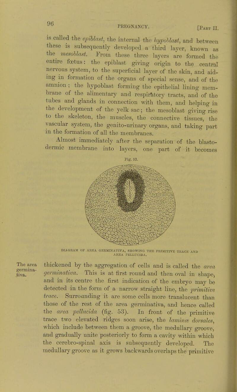 The area germina- ,tiva. PREGNANCY. [Paet II. IS called the epihlast, the internal tho liypoUaat, and between these is subsequently developed a third layer, known as the^ mesohlast. From these three layers are formed the entire foetus: the epiblast giving origin to the central nervous system, to the superficial layer of tho skin, and aid- ing in formation of the organs of special sense, and of the amnion ; the hypoblast forming the epithelial lining mem- brane of the alimentary and respiratory tracts, and of the tubes and glands in connection with them, and helping in the development of the yelk sac; the mesoblast giving rise to the skeleton, the muscles, the connective tissues, the vascular system, the genito-urinary organs, and taking part in the formation of all the membranes. Almost immediately after the separation of the blasto- dermic membrane into layers, one part of it becomes Mg. 53. DIAGRAM OP ABBA GERMDfATIVA, SHOWIJTG THE PRIMITIVE TRACE AXD AKEA PELLUCIDA. thickened by the aggregation of cells and is called the area germinativa. This is at first round and then oval in shape, and in its centre the first indication of the embryo may be detected in the form of a narrow straight line, the jprimitive trace. Surrounding it are some cells more translucent than those of the rest of the area germinativa, and hence called the area 'pellucida (fig. 53). In front of the primitive trace two elevated ridges soon arise, the laminw, dorsales, which include between them a groove, the medullary gi-oove, and gradually unite posteriorly to form a cavity within which the cerebro-spinal axis is subsequently developed. Tlie medullary groove as it grows backwards overlaps the primitive