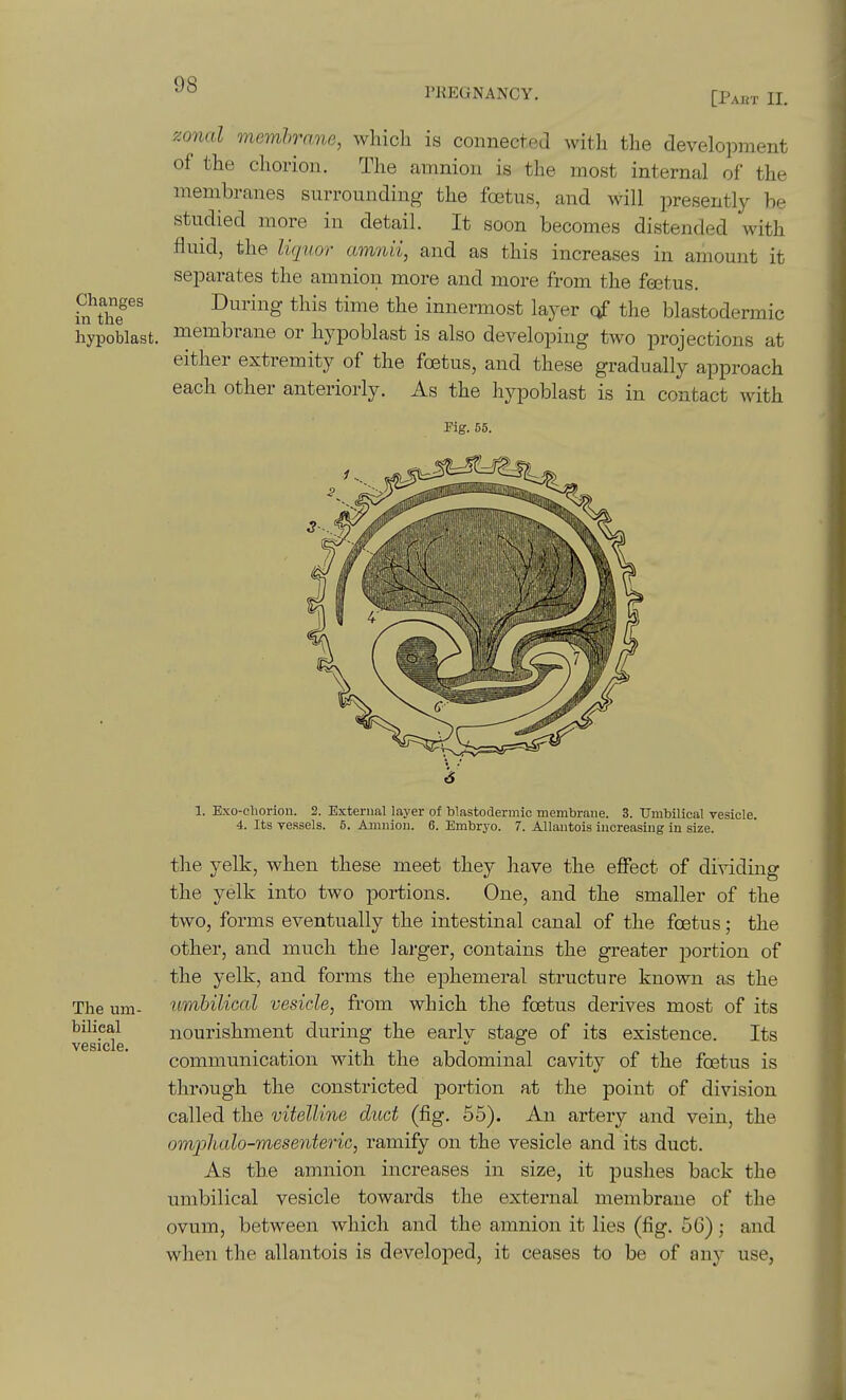 PKEGNANCY, [Paht II. ^OTiftZ memhrane, which is connected with the development of the chorion. The amnion is the most internal of the membranes surrounding the foetus, and will presently he studied more in detail. It soon becomes distended with fluid, the licjuor am'rm, and as this increases in amount it separates the amnion more and more from the foetus. Changes During this time the innermost layer the blastodermic hypoblast, membrane or hypoblast is also developing two projections at either extremity of the foetus, and these gradually approach each other anteriorly. As the hypoblast is in contact with Pig. 55. The um- bilical vesicle. 1. Exo-cliorion. 2. External layer of blastodermic membrane. 3. Umbilical vesicle. 4. Its vessels. 5. Amnion. 6. Embryo. 7. AUautois increasing in size. the yelk, when these meet they have the effect of dividing the yelk into two portions. One, and the smaller of the two, forms eventually the intestinal canal of the foetus; the other, and much the larger, contains the greater portion of the yelk, and forms the ephemeral structure known as the umhilioal vesicle, from which the foetus derives most of its nourishment during the early stage of its existence. Its communication with the abdominal cavity of the foetus is through the constricted portion at the point of division called the vitelline duct (fig. 55). An artery and vein, the omphalo-mesenteric, ramify on the vesicle and its duct. As the amnion increases in size, it pushes back the umbilical vesicle towards the external membrane of the ovum, between which and the amnion it lies (fig. 5G); and when the allantois is developed, it ceases to be of any use,