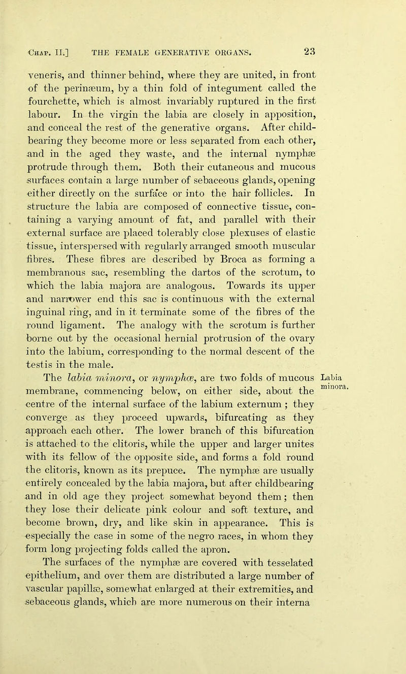 veneris, and thinner behind, where they are united, in front of the perinaeum, by a thin fold of integument called the fourchette, which is almost invariably ruptured in the first labour. In the virgin the labia are closely in apposition, and conceal the rest of the generative organs. After child- bearing they become more or less separated from each other, and in the aged they waste, and the internal nymphse protrude through them. Both their cutaneous and mucous surfaces contain a large number of sebaceous glands, opening either directly on the surface or into the hair follicles. In structure the labia are composed of connective tissue, con- taining a varying amount of fat, and parallel with their external surface are placed tolerably close plexuses of elastic tissue, interspersed with regularly arranged smooth muscular fibres. These fibres are described by Broca as forming a membranous sac, resembling the dartos of the scrotum, to which the labia majora are analogous. Towards its upper and narrower end this sac is continuous with the external inguinal ring, and in it terminate some of the fibres of the round ligament. The analogy with the scrotum is further borne out by the occasional hernial protrusion of the ovary into the labium, corresponding to the normal descent of the testis in the male. The labia minora, or nymphce, are two folds of mucous Labia membrane, commencing below, on either side, about the 111 centre of the internal surface of the labium externum ; they converge as they proceed upwards, bifurcating as they approach each other. The lower branch of this bifurcation is attached to the clitoris, while the upper and larger unites with its fellow of the opposite side, and forms a fold round the clitoris, known as its prepuce. The nymphge are usually entirely concealed by the labia majora, but after childbearing and in old age they project somewhat beyond them; then they lose their delicate pink colour and soft texture, and become brown, dry, and like skin in appearance. This is especially the case in some of the negro races, in whom they form long projecting folds called the apron. The surfaces of the nymphse are covered with tesselated epithelium, and over them are distributed a large number of vascular papillae, somewhat enlarged at their extremities, and sebaceous glands, which are more numerous on their interna