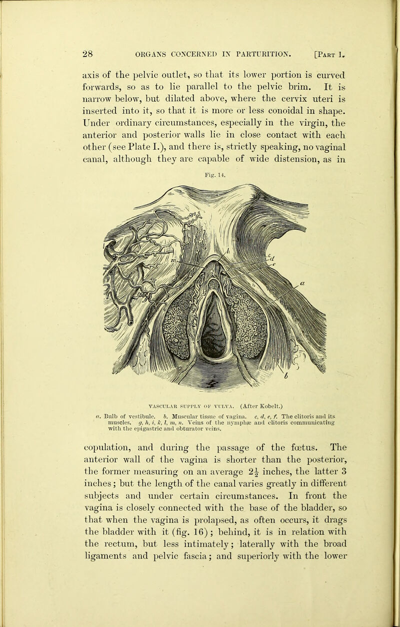 axis of the pelvic outlet, so that its lower portion is curved forwards, so as to lie parallel to the pelvic brim. It is narrow below, but dilated above, where the cervix uteri is inserted into it, so that it is more or less conoidal in shape. Under ordinary circumstances, especially in the virgin, the anterior and posterior walls lie in close contact with each other (see Plate I.), and there is, strictly speaking, no vaginal canal, although they are capable of wide distension, as in Fig. 14. vascular supply of yulva. (After Kobelt.) ((. Bulb of vestibule, b. Muscular tissue of vagina, c, ri, e, f. The clitoris and its muscles, g, h, i, Jc, l, m, n. Veins of the uymplise and clitoris communicating with the epigastric and obturator veins. copulation, and during the passage of the foetus. The anterior wall of the vagina is shorter than the posterior, the former measuring on an average 2^ inches, the latter 3 inches ; but the length of the canal varies greatly in different subjects and under certain circumstances. In front the vagina is closely connected with the base of the bladder, so that when the vagina is prolapsed, as often occurs, it drags the bladder with it (fig. 16) ; behind, it is in relation with the rectum, but less intimately; laterally with the broad ligaments and pelvic fascia; and superiorly with the lower