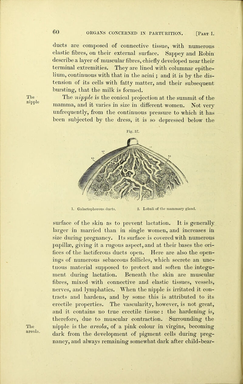 The nipple The areol.i. ducts are composed of connective tissue, with numerous elastic fibres, on their external surface. Sappey and Kobin describe a layer of muscular fibres, chiefly developed near their terminal extremities. They are lined with columnar epithe- lium, continuous with that in the acini; and it is by the dis- tension of its cells with fatty matter, and their subsequent bursting, that the milk is formed. The nipple is the conical projection at the summit of the mamma, and it varies in size in different women. Not very unfrequently, from the continuous pressure to which it has been subjected by the dress, it is so depressed below the Fig. 37. 1. Galactopliorous ducts. 2. Lobuli of the mammary gland. surface of the skin as to prevent lactation. It is generally larger in married than in single women, and increases in size during pregnancy. Its surface is covered with numerous papillae, giving it a rugous aspect, and at their bases the ori- fices of the lactiferous ducts open. Here are also the open- ings of numerous sebaceous follicles, which secrete an unc- tuous material supposed to protect and soften the integu- ment during lactation. Beneath the skin are muscular fibres, mixed with connective and elastic tissues, vessels, nerves, and lymphatics. When the nipple is irritated it con- tracts and hardens, and by some this is attributed to its erectile properties. The vascularity, however, is not great, and it contains no true erectile tissue : the hardening is, therefore, due to muscular contraction. Surrounding the nipple is the areola, of a pink colour in virgins, becoming dark from the development of pigment cells during preg- nancy, and always remaining somewhat dark after child-bear-