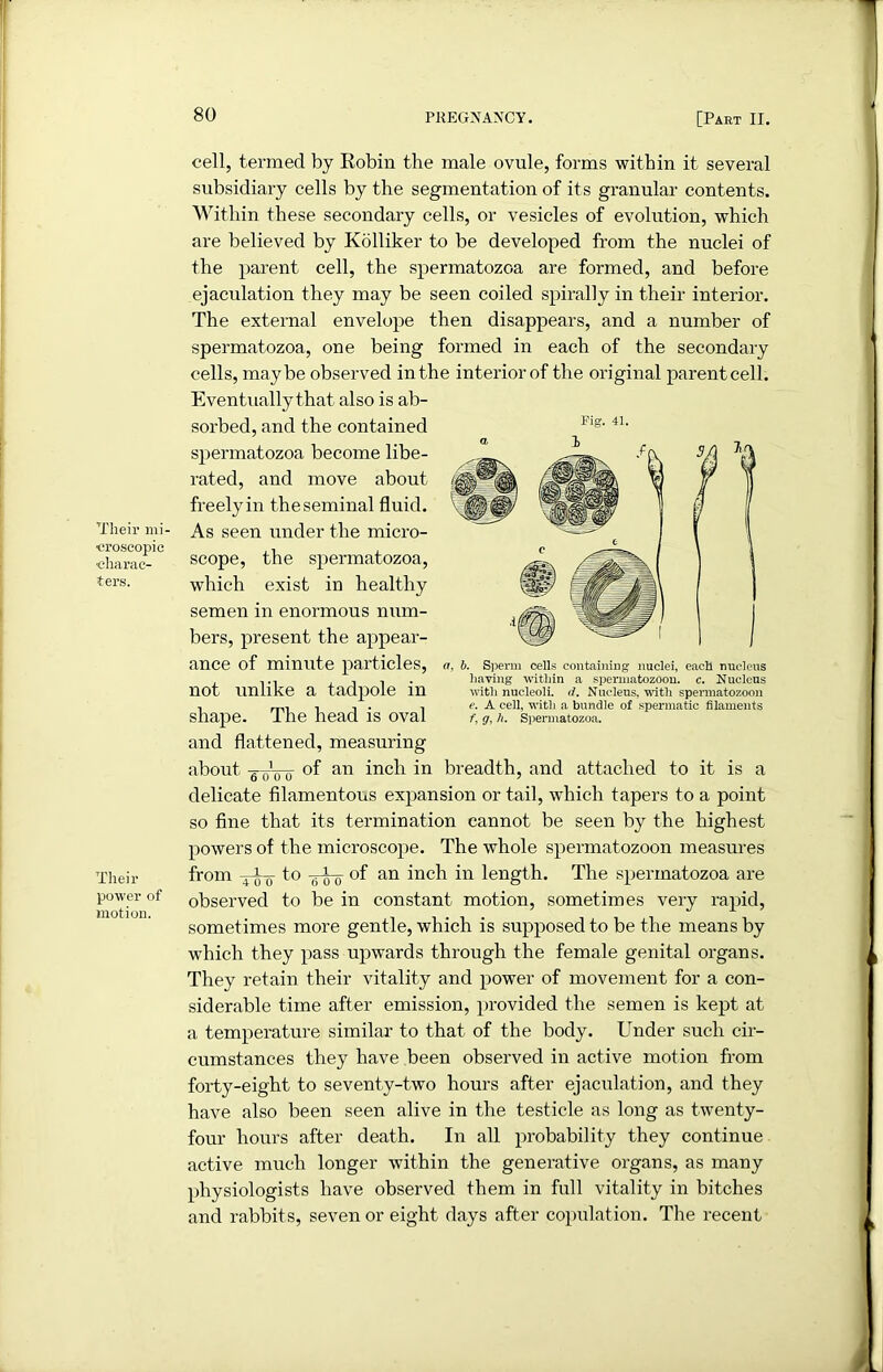 Their mi- croscopic ■charac- ters. Their power of motion. cell, termed by Robin the male ovule, forms within it several subsidiary cells by the segmentation of its granular contents. Within these secondary cells, or vesicles of evolution, which are believed by Kolliker to be developed from the nuclei of the parent cell, the spermatozoa are formed, and before ejaculation they may be seen coiled spirally in their interior. The external envelope then disappears, and a number of spermatozoa, one being formed in each of the secondary cells, maybe observed in the interior of the original parentcell. Eventually that also is ab- sorbed, and the contained spermatozoa become libe- rated, and move about freely in the seminal fluid. As seen under the micro- scope, the spermatozoa, which exist in healthy semen in enormous num- bers, present the appear- ance of minute particles, not unlike a tadpole in shape. The head is oval and flattened, measuring about of an inch in breadth, and attached to it is a delicate filamentous expansion or tail, which tapers to a point so fine that its termination cannot be seen by the highest powers of the microscope. The whole spermatozoon measures from -j-Ly to ---Ly of an inch in length. The spermatozoa are observed to be in constant motion, sometimes very rapid, sometimes more gentle, which is supposed to be the means by which they pass upwards through the female genital organs. They retain their vitality and power of movement for a con- siderable time after emission, provided the semen is kept at a temperature similar to that of the body. Under such cir- cumstances they have been observed in active motion from forty-eight to seventy-two hours after ejaculation, and they have also been seen alive in the testicle as long as twenty- four hours after death. In all probability they continue active much longer within the generative organs, as many physiologists have observed them in full vitality in bitches and rabbits, seven or eight days after copulation. The recent Pig. 41. a, b. Sperm cells containing nuclei, each nucleus haying within a spermatozoon, c. Nucleus with nucleoli, d. Nucleus, with spermatozoon e. A cell, with a bundle of spermatic filaments f, g, h. Spermatozoa.