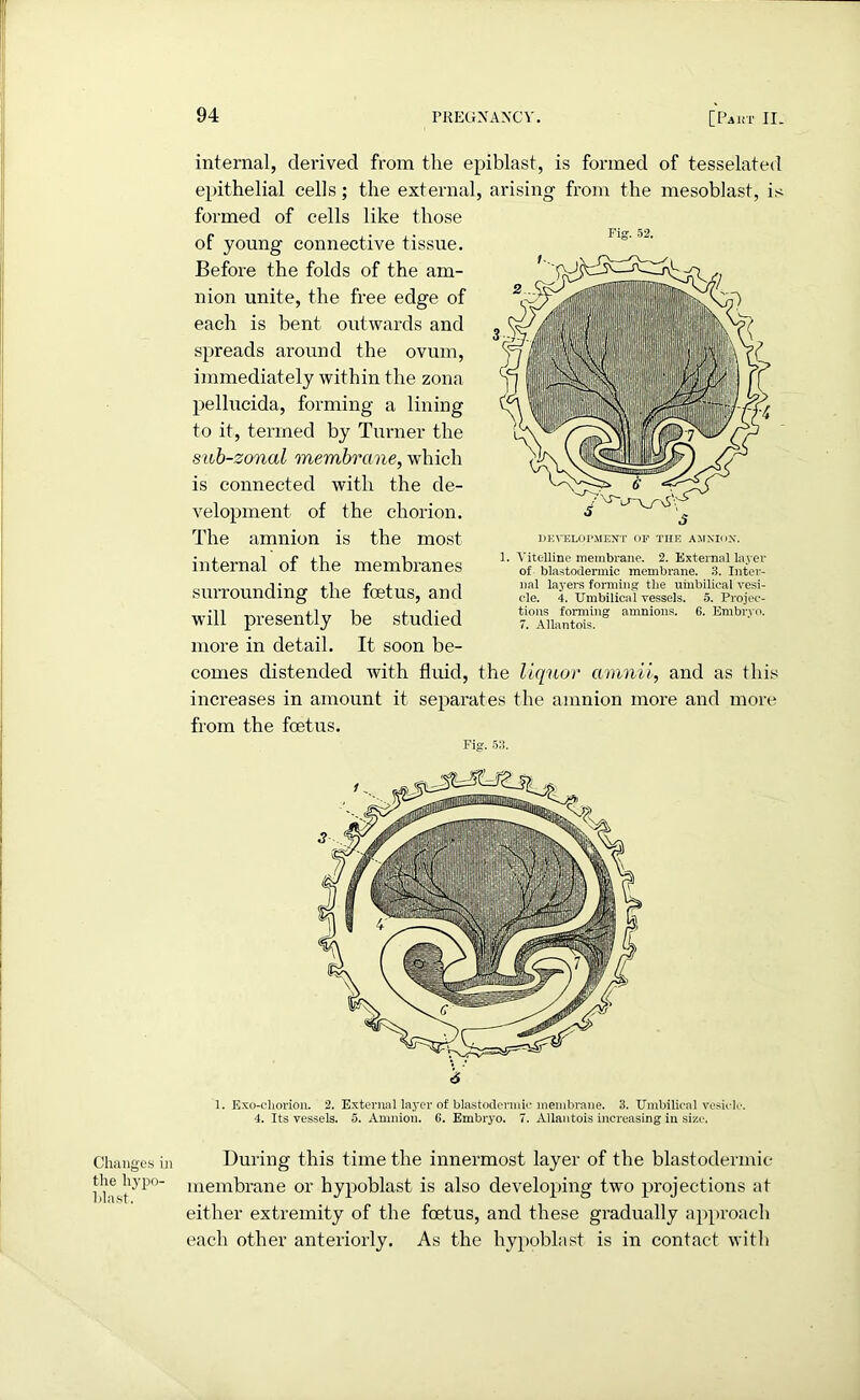 Changes in the hypo- blast. internal, derived from the epiblast, is formed of tesselated epithelial cells; the external, arising from the mesoblast, is formed of cells like those Fig. 52. of young connective tissue. Before the folds of the am- nion unite, the free edge of each is bent outwards and spreads around the ovum, immediately within the zona pellucida, forming a lining to it, termed by Turner the sub-zonal membrane, which is connected with the de- velopment of the chorion. The amnion is the most internal of the membranes surrounding the foetus, and will presently be studied more in detail. It soon be- comes distended with fluid, the liquor amnii, and as this increases in amount it separates the amnion more and more from the foetus. Fig. 53. DEVELOPMENT OF THE AMNION. 1. Vitelline membrane. 2. External layer of blastodermic membrane. 3. Inter- nal layers forming tlie umbilical vesi- cle. 4. Umbilical vessels. 5. Projec- tions forming amnions. 6. Embryo. 7. Allantois. 1. Exo-cliorion. 2. External layer of blastodermic membrane. 3. Umbilical vesicle. 4. Its vessels. 5. Amnion. 6. Embryo. 7. Allantois increasing in size. During this time the innermost layer of the blastodermic membrane or hypoblast is also developing two projections at either extremity of the foetus, and these gradually approach each other anteriorly. As the hypoblast is in contact with