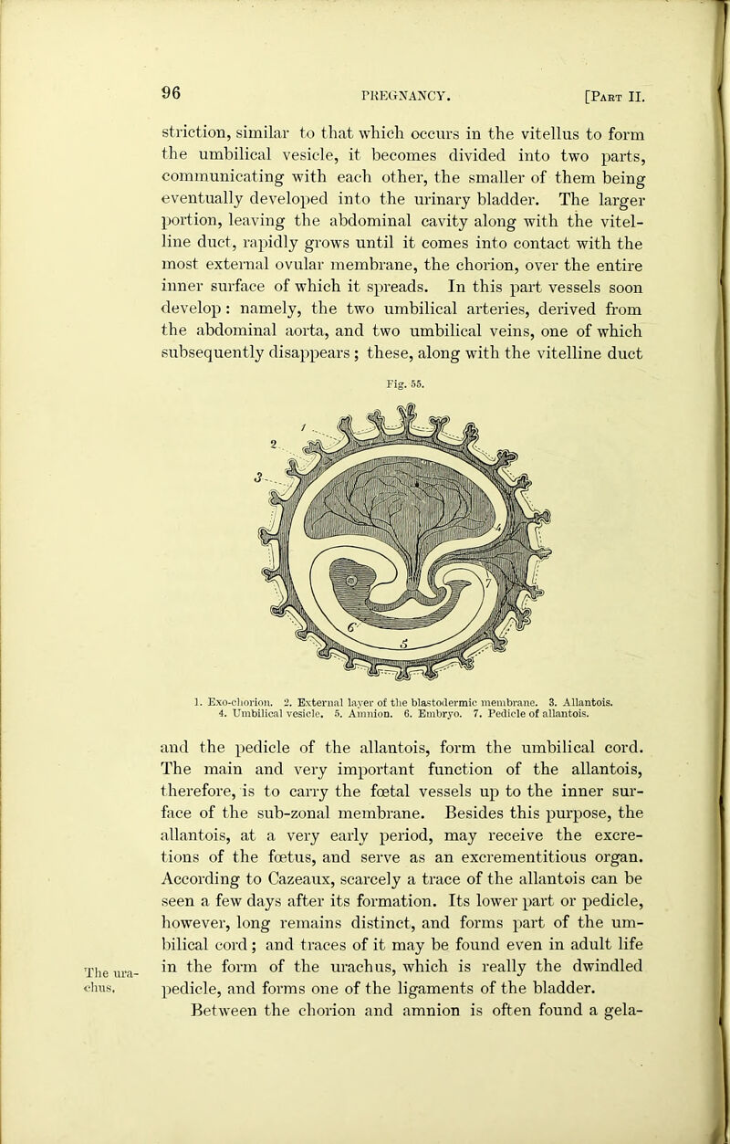 The ura- chus. striction, similar to that which occurs in the vitellus to form the umbilical vesicle, it becomes divided into two parts, communicating with each other, the smaller of them being eventually developed into the urinary bladder. The larger portion, leaving the abdominal cavity along with the vitel- line duct, rapidly grows until it comes into contact with the most external ovular membrane, the chorion, over the entire inner surface of which it spreads. In this part vessels soon develop: namely, the two umbilical arteries, derived from the abdominal aorta, and two umbilical veins, one of which subsequently disappears ; these, along with the vitelline duct Fig. 55. 1. Exo-cliorion. 2. External layer of the blastodermic membrane. 3. Allantois. 4. Umbilical vesicle. 5. Amnion. 6. Embryo. 7. Pedicle of allantois. and the pedicle of the allantois, form the umbilical cord. The main and very important function of the allantois, therefore, is to carry the foetal vessels up to the inner sur- face of the sub-zonal membrane. Besides this purpose, the allantois, at a very early period, may receive the excre- tions of the foetus, and serve as an excrementitious organ. According to Cazeaux, scarcely a trace of the allantois can be seen a few days after its formation. Its lower part or pedicle, however, long remains distinct, and forms part of the um- bilical cord; and traces of it may be found even in adult life in the form of the urachus, which is really the dwindled pedicle, and forms one of the ligaments of the bladder. Between the chorion and amnion is often found a gela-