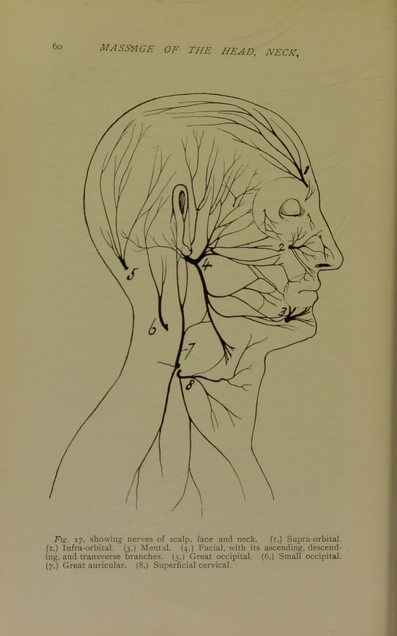 Fig. 17, showing nerves of scalp, face and neck. (r,) Supra-orbital. (2,) Infra-orbital. (3,) Mental. (4,) Facial, with its ascending, descend- ing, and transverse branches. (5.) Great occipital. (6,) Small occipital. (7,) Great auricular. (8,) Superficial cervical