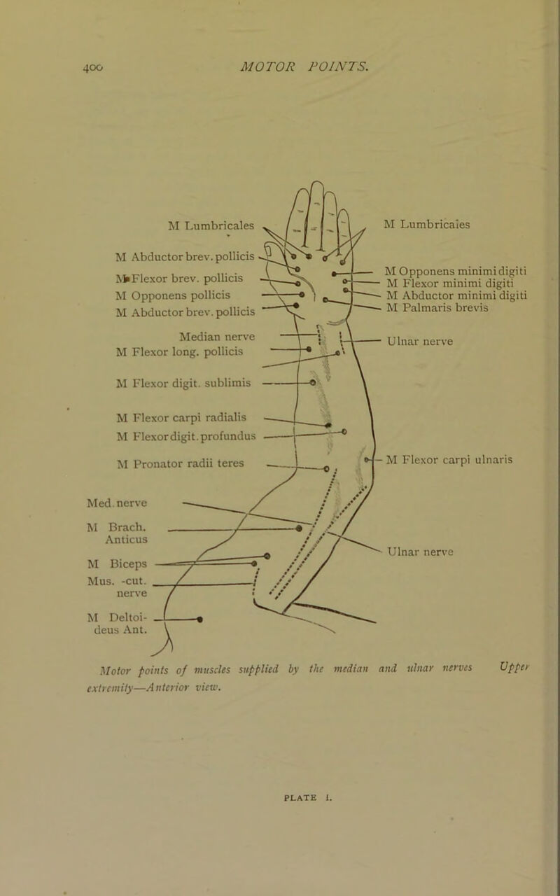 M Lumbricaies M Opponens minimidigiti M Flexor minimi digiti M Abductor minimi digiti M Palmaris brevis Ulnar nerve M Flexor carpi ulnaris Ulnar nerve M Deltoi- deus Ant. M Abductor brev. pollicis MiFlexor brev. pollicis M Opponens pollicis M Abductor brev. pollicis Median nerve M Flexor long, pollicis M Flexor digit, sublimis M Flexor carpi radialis M Flexordigit.profundus M Pronator radii teres Med. nerve M Brach. Anticus M Biceps Mus. -cut. nerve M Lumbricaies Motor points of muscles supplied by the median and ulnar nerves Upper extremity—A nterior view.