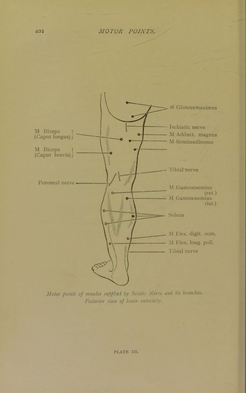Motor points of muscles supplied by Sciatic Nerve and its branches. Posterior view of lower extre mity.