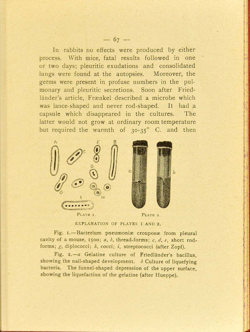 In rabbits no effects were produced by either process. With mice, fatal results followed in one or two days; pleuritic exudations and consolidated lungs were found at the autopsies. Moreover, the germs were present in profuse numbers in the pul- monary and pleuritic secretions. Soon after Fried- lander’s article, Fraenkel described a microbe which was lance-shaped and never rod-shaped. It had a capsule which disappeared in the cultures. The latter would not grow at ordinary room temperature but required the warmth of 30-35° C. and then Plate i. Plate 2. EXPLANATION OF PLATES I AND 2. Fig. I.—Bacterium pneumoniae crouposae from pleural cavity of a mouse, 1500; a, b, thread-forms; c, d, e, short rod- forms; g, diplococci; h, cocci; ?, streptococci (after Zopf). Fig. 2.—a Gelatine culture of Friedlander's bacillus, showing the nail-shaped development, b Culture of liquefying bacteria. The funnel-shaped depression of the upper surface, showing the liquefaction of the gelatine (after Hueppe).