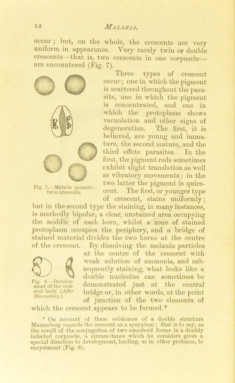 occur j but, on the whole, the crescents are very uniform in appearance. Very rarely twin or double crescents—that is, two crescents in one corpuscle— are encountered (Fig. 7). Three types of crescent occur; one in which the pigment is scattered throughout the para- site, one in which the pigment is concentrated, and one in which the protoplasm shows vacuolation and other signs of degeneration. The first, it is believed, are young and imma- ture, the second mature, and the third effete parasites. In the first, the pigment rods sometimes exhibit slight translation as well as vibratory movements; in the two latter the pigment is quies- cent. The first, or younger type of crescent, stains uniformly; but in the second type the staining, in many instances, is markedly bipolar, a clear, unstained area occupying the middle of each horn, whilst a zone of stained protoplasm occupies the periphery, and a bridge of stained material divides the two horns at the centre of the crescent. By dissolving the melanin particles at the centre of the crescent with weak solution of ammonia, and sub- sequently staining, what looks like a double nucleolus can sometimes be 'mentortheses- demonstrated just at the central cent body. (After bridge or, in other words, at the point Mannaberg.) c P 1 of junction ot the two elements of which the crescent appears to be formed.* •* On account of these evidences of a double structure Mannaberg regards the crescent as a syzygium ; that is to say, as the result of the conjugation of two amoeboid forms in a doubly infected corpuscle, a circumstance which he considers gives a special direction to development, leading, as in other protozoa, to encystment (Fig. 8). o o Fig. 7.—Malaria parasite: twin crescents.