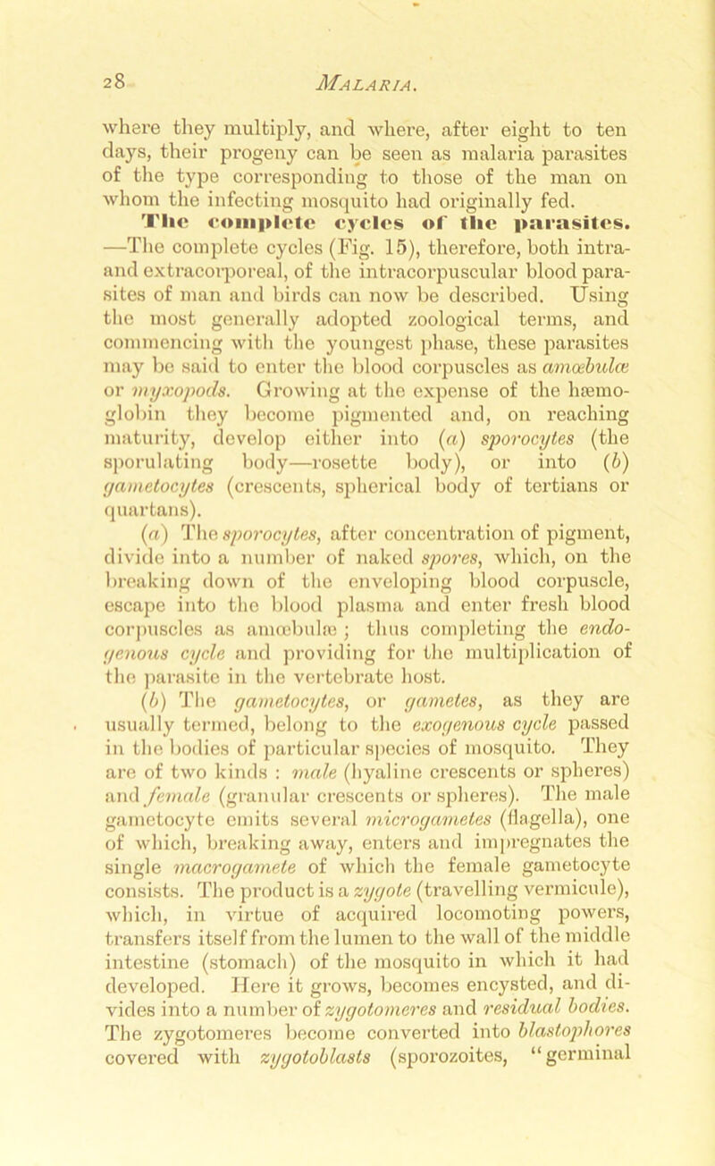 where they multiply, and where, after eight to ten days, their progeny can be seen as malaria parasites of the type corresponding to those of the man on whom the infecting mosquito had originally fed. Tlic complete cycles of the parasites. —The complete cycles (Fig. 15), therefore, both intra- and extracorporeal, of the intracorpuscular blood para- sites of man and birds can now be described. Using the most generally adopted zoological terms, and commencing with the youngest phase, these parasites may be said to enter the blood corpuscles as amoebulce or myxopods. Growing at the expense of the haemo- globin they become pigmented and, on reaching maturity, develop either into (a) sporocytes (the sporulating body—rosette body), or into (b) yametocytes (crescents, spherical body of tertians or quartans). (a) The sporocytes, after concentration of pigment, divide into a number of naked spores, which, on the breaking down of the enveloping blood corpuscle, escape into the blood plasma and enter fresh blood corpuscles as amcebulse ; thus completing the endo- yenous cycle .and providing for the multiplication of the parasite in the vertebrate host. (b) The yametocytes, or gametes, as they are usually termed, belong to the exoyenous cycle passed in the bodies of particular species of mosquito. They are of two kinds : male (hyaline crescents or spheres) and female (granular crescents or spheres). The male gametocyte emits several microgametes (flagella), one of which, breaking away, enters and impregnates the single macrogamete of which the female gametocyte consists. The product is a zygote (travelling vermicide), which, in virtue of acquired locomoting powers, transfers itself from the lumen to the wall of the middle intestine (stomach) of the mosquito in which it had developed. Here it grows, becomes encysted, and di- vides into a number of zygotomeres and residual bodies. The zygotomeres become converted into blastophores covered with zygotoblasls (sporozoites, “ germinal