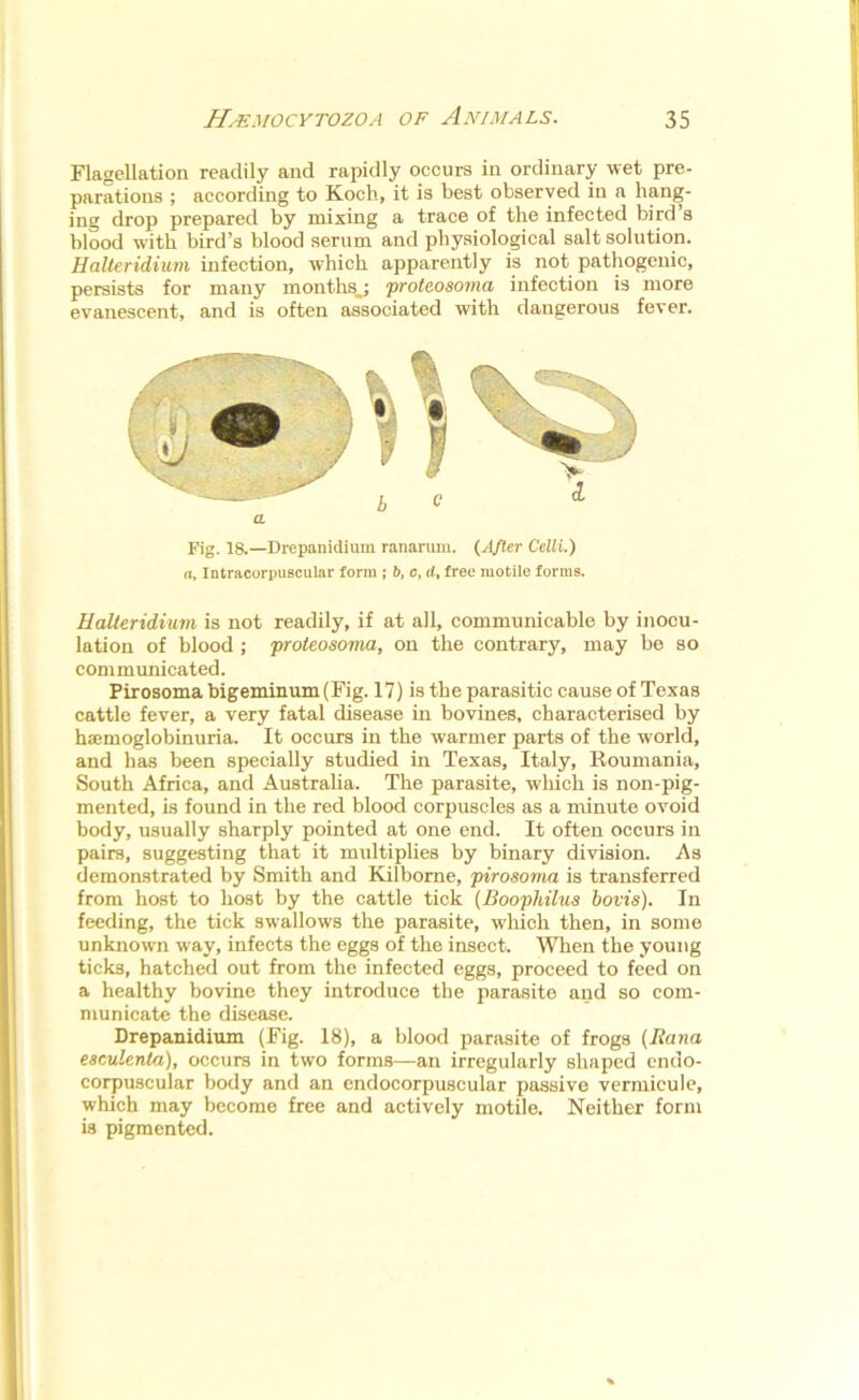 Flagellation readily and rapidly occurs in ordinary wet pre- parations ; according to Koch, it is best observed in a hang- ing drop prepared hy mixing a trace of the infected bird’s blood with bird’s blood serum and physiological salt solution. Halteridium infection, which apparently is not pathogenic, persists for many months.; proteosoma infection is more evanescent, and is often associated with dangerous fever. Fig. 18.—Drepanidium ranarum. (After Celli.) a, Intracorpuscular form j 6, c, cl, free motile forms. Halteridium is not readily, if at all, communicable by inocu- lation of blood ; proteosovia, on the contrary, may be so communicated. Pirosoma bigeminum (Fig. 17) is the parasitic cause of Texas cattle fever, a very fatal disease in bovines, characterised by haemoglobinuria. It occurs in the warmer parts of the world, and has been specially studied in Texas, Italy, Roumania, South Africa, and Australia. The parasite, which is non-pig- mented, is found in the red blood corpuscles as a minute ovoid body, usually sharply pointed at one end. It often occurs in pairs, suggesting that it multiplies by binary division. As demonstrated by Smith and Kilborne, pirosoma is transferred from host to host by the cattle tick (Boophilus bovis). In feeding, the tick swallows the parasite, which then, in some unknown way, infects the eggs of the insect. When the young ticks, hatched out from the infected eggs, proceed to feed on a healthy bovine they introduce the parasite and so com- municate the disease. Drepanidium (Fig. 18), a blood parasite of frogs (Rana esculenta), occurs in two forms—an irregularly shaped endo- corpuscular body and an endocorpuscular passive vermicule, which may become free and actively motile. Neither form is pigmented.