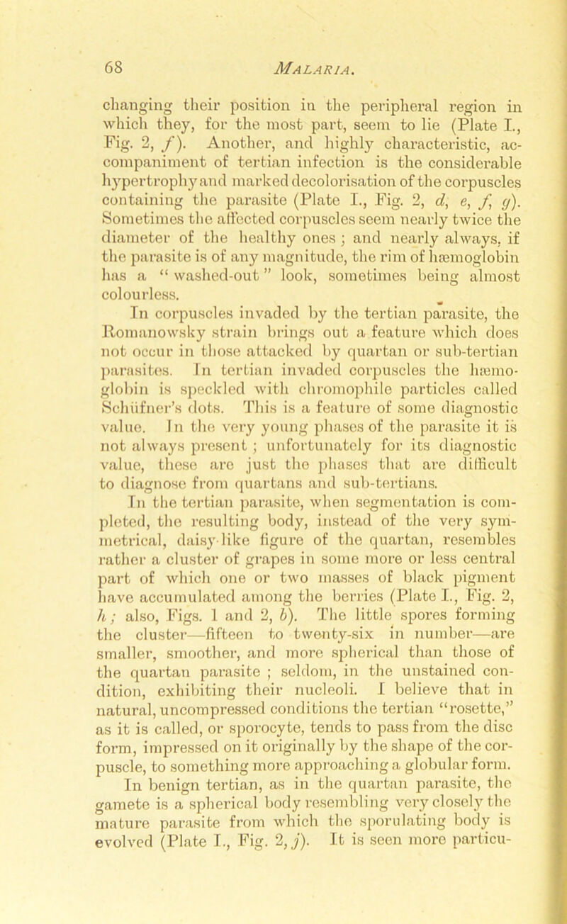 changing their position in the peripheral region in which they, for the most part, seem to lie (Plate I., Fig. 2, f). Another, and highly characteristic, ac- companiment of tertian infection is the considerable hypertrophy and marked decolorisation of the corpuscles containing the parasite (Plate I., Fig. 2, d, e, f g). Sometimes the affected corpuscles seem nearly twice the diameter of the healthy ones ; and nearly always, if the parasite is of any magnitude, the rim of haemoglobin has a “ washed-out ” look, sometimes being almost colourless. In corpuscles invaded by the tertian parasite, the Romanowsky strain brings out a feature which does not occur in those attacked by quartan or sub-tertian parasites. In tertian invaded corpuscles the haemo- globin is speckled with chromophile particles called Schiifner’s dots. This is a feature of some diagnostic value. I n the very young phases of the parasite it is not always present; unfortunately for its diagnostic value, these arc just the phases that are difficult to diagnose from quartans and sub-tertians. In the tertian parasite, when segmentation is com- pleted, the resulting body, instead of the very sym- metrical, daisy like figure of the quartan, resembles rather a cluster of grapes in some more or less central part of which one or two masses of black pigment have accumulated among the berries (Plate I., Fig. 2, h; also, Figs. 1 and 2, b). The little spores forming the cluster—fifteen to twenty-six in number—are smaller, smoother, and more spherical than those of the quartan parasite ; seldom, in the unstained con- dition, exhibiting their nucleoli. I believe that in natural, uncompressed conditions the tertian “rosette,” as it is called, or sporocyte, tends to pass from the disc form, impressed on it originally by the shape of the cor- puscle, to something more approaching a globular form. In benign tertian, as in the quartan parasite, the gamete is a spherical body resembling very closely the mature parasite from which the sporulating body is evolved (Plate I., Fig. 2It is seen more particu-