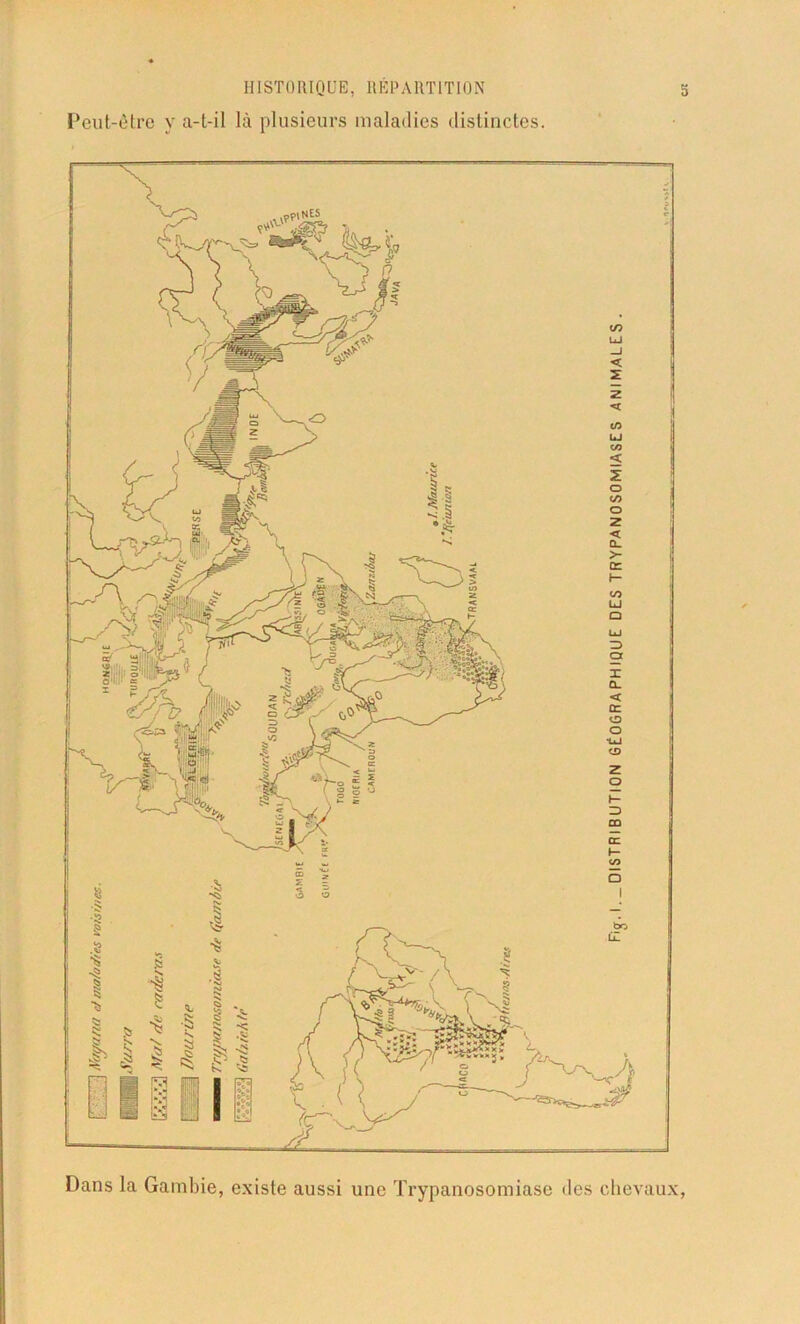 HISTORIQUE, HÉPART1TI0N Peut-être y a-t-il là plusieurs maladies distinctes. Dans la Gambie, existe aussi une Trypanosomiase des chevaux