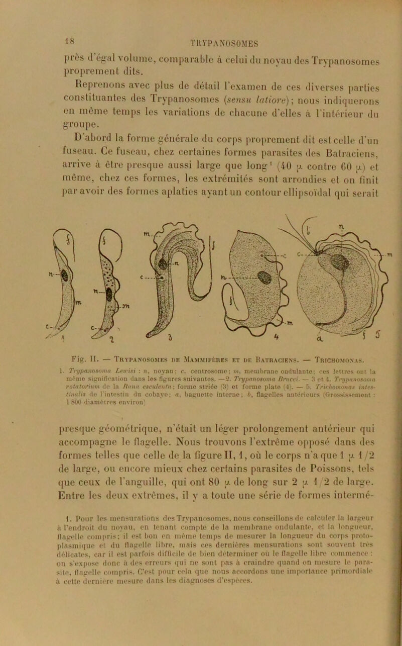 pi'ùs (I égal volume, comparable à celui du noyau des Trypanosomes proprement dits. Reprenons avec plus de détail 1 examen de ces diverses parties constituantes des trypanosomes (sensu latiove) ; nous indiquerons en même temps les variations de chacune d’elles à l’intérieur du groupe. D abord la forme générale du corps proprement dit est celle d’un fuseau. Ce fuseau, chez certaines formes parasites des Batraciens, arrive à être presque aussi large que long1 (40 p contre GO a) et même, chez ces formes, les extrémités sont arrondies et on finit par avoir des formes aplaties ayant un contour ellipsoïdal qui serait Fig. II. — Trypanosomes de Mammifères et de Batraciens. — Trichomonas. 1. Trypanostyma Leieixi : n, noyau; c, centrosome; a», membrane ondulante; ces lettres ont la même signification dans les figures suivantes. —2. J'rypanosoma Bmeei. — 3 et 4. Tn/pnnosoma rotatorium de la ftnna etciilenta; forme striée (3) et forme plate (4). — 5. Trichomonas intes- tinal is do l'intestin du cobaye; a, baguotto interne; h, flagelles antérieurs (Grossissement : 1 800 diamètres environ) presque géométrique, n’était un léger prolongement antérieur qui accompagne le flagelle. Nous trouvons l’extrême opposé dans des formes telles que celle de la figure II, 1, où le corps n’a que 1 p t/2 de large, ou encore mieux chez certains parasites de Poissons, tels que ceux de l’anguille, qui ont 80 p de long sur 2 p 1 2 de large. Entre les deux extrêmes, il y a toute une série de formes intermé- 1. Pour les mensurations des Trypanosomes, nous conseillons de calculer la largeur à l'endroit du noyau, en tenant compte de la membrane ondulante, et la longueur, flagelle compris; il est bon en même temps do mesurer la longueur du corps proto- plasmique et du flagelle libre, mais ces dernières mensurations sont souvent très délicates, car il est parfois difficile de bien déterminer oii le flagelle libre commence : on s'expose donc à des erreurs qui ne sont pas il craindre quand on mesure le para- site, flagelle compris. C’est pour cela que nous accordons une importance primordiale à cette dernière mesure dans les diagnoses d’espèces.