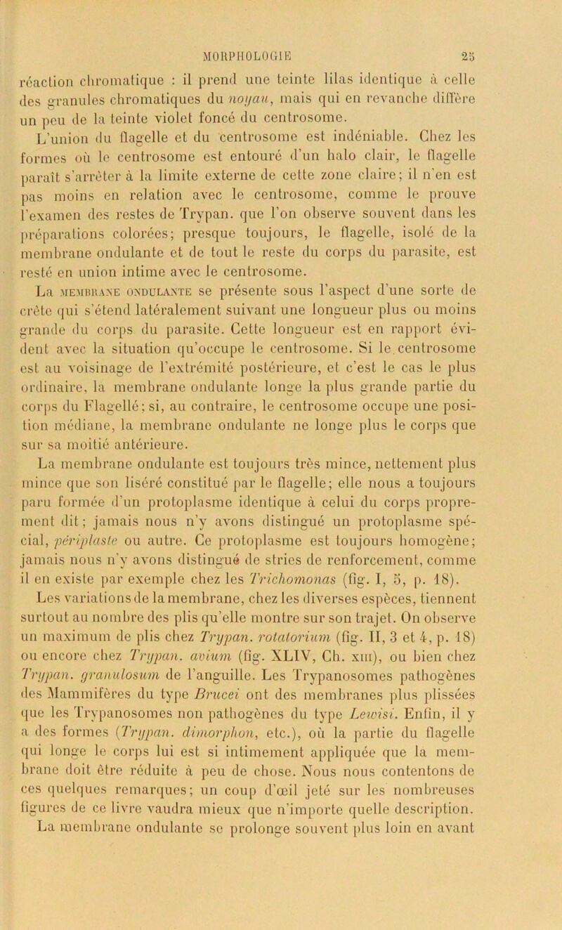 réaction chromatique : il prend une teinte lilas identique à celle des granules chromatiques du noyau, mais qui en revanche diffère un peu de la teinte violet foncé du centrosome. L’union du flagelle et du centrosome est indéniable. Chez les formes où le centrosome est entouré d’un halo clair, le flagelle paraît s’arrêter à la limite externe de cette zone claire; il n’en est pas moins en relation avec le centrosome, comme le prouve l’examen des restes de Trypan. que l’on observe souvent dans les préparations colorées; presque toujours, le flagelle, isolé de la membrane ondulante et de tout le reste du corps du parasite, est resté en union intime avec le centrosome. La membrane ondulaxte se présente sous l’aspect d’une sorte de crête qui s’étend latéralement suivant une longueur plus ou moins grande du corps du parasite. Cette longueur est en rapport évi- dent avec la situation qu’occupe le centrosome. Si le.centrosome est au voisinage de l’extrémité postérieure, et c’est le cas le plus ordinaire, la membrane ondulante longe la plus grande partie du corps du Flagellé; si, au contraire, le centrosome occupe une posi- tion médiane, la membrane ondulante ne longe plus le corps que sur sa moitié antérieure. La membrane ondulante est toujours très mince, nettement plus mince que son liséré constitué par le flagelle; elle nous a toujours paru formée d’un protoplasme identique à celui du corps propre- ment dit; jamais nous n’y avons distingué un protoplasme spé- cial, périplaste ou autre. Ce protoplasme est toujours homogène; jamais nous n’y avons distingué de stries de renforcement, comme il en existe par exemple chez les Trichomonas (fig. I, 5, p. 18). Les variations de la membrane, chez les diverses espèces, tiennent surtout au nombre des plis qu’elle montre sur son trajet. On observe un maximum de plis chez Trypan. rotatorium (fig. II, 3 et 4, p. 18) ou encore chez Trypan. avium (fig. XLIV, Ch. xiu), ou bien chez Trypan. granulosum de l’anguille. Les Trypanosomes pathogènes des Mammifères du type Brucei ont des membranes plus plissées que les Trypanosomes non pathogènes du type Leioisi. Enfin, il y a des formes (Trypan. dimorphon, etc.), où la partie du flagelle qui longe le corps lui est si intimement appliquée que la mem- brane doit être réduite à peu de chose. Nous nous contentons de ces quelques remarques; un coup d’œil jeté sur les nombreuses figures de ce livre vaudra mieux que n’importe quelle description. La membrane ondulante se prolonge souvent plus loin en avant