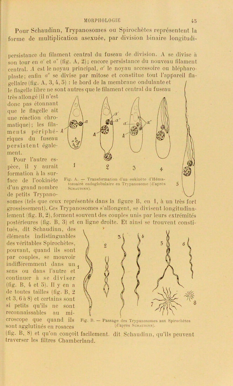 Pour Schaudinn, Trypanosomes ou Spirochètes représentent la forme de multiplication asexuée, par division binaire longitudi- 1 Fis- — Transformation d’un ookinète d’Héma- tozoaire cndoglobulaire en Trypanosome (d’après Schauoinn). persistance du filament central du fuseau de division. A se divise à son tour en o! et a (fig. A, 2); encore persistance du nouveau filament central. A est le noyau principal, a1 le noyau accessoire ou blépharo- plaste; enfin a se divise par mitose et constitue tout l’appareil fia- gellaire (fig. A, 3, 4, o) : le bord de la membrane ondulante et / le flagelle libre ne sont autres que le filament central du fuseau [ très allongé (il n’est donc pas étonnant que le flagelle ait une réaction chro- matique); les fila- ments périphé- riques du fuseau persistent égale- ment. Pour l’autre es- pèce, il y aurait formation à la sur- face de l’ookinète d’un grand nombre de petits Trypano- somes (tels que ceux représentés dans la figure B, en 1, à un très fort grossissement). Ces Trypanosomes s’allongent, se divisent longitudina- lement (fig. B, 2), forment souvent des couples unis par leurs extrémités postérieures (fig. B, 3) et en ligne droite. Et ainsi se trouvent consti- tués, dit Schaudinn, des éléments indistinguables des véritables Spirochètes, pouvant, quand ils sont par couples, se mouvoir indifféremment dans un. sens ou dans l’autre et continuer à se diviser (fig. B, 4 et o). Il y en a de toutes tailles (fig. B, 2 et 3. G à 8) et certains sont si petits qu’ils ne sont reconnaissables au mi- croscope que quand ils sont agglutinés en rosaces (fig. B, 8) et qu’on conçoit facilement, dit Schaudinn, qu’ils peuvent traverser les filtres Chamberland. R. — Passage des Trypanosomes aux Spirochètes (d'après Schaudinn).