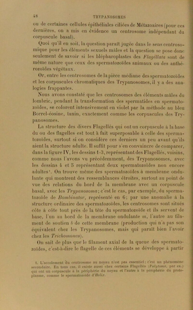 ou de certaines cellules épithéliales ciliées de Métazoaires (pour ces dernières, on a mis en évidence un centrosome indépendant du corpuscule basal). Quoi qu’il en soit, la question parait jugée dans le sens centroso- mique pour les éléments sexuels mâles et la question se pose donc seulement de savoir si les blépharoplastes des Flagêllata sont de même nature que ceux des spermatozoïdes animaux ou des anthé- rozoïdes végétaux. Or, entre les centrosomes de la pièce médiane des spermatozoïdes et les corpuscules chromatiques des Trypanosomes, il y a des ana- logies frappantes. Nous avons constaté que les centrosomes des éléments mâles du lombric, pendant la transformation des spermatides en spermato- zoïdes, se colorent intensivement en violet par la méthode au bleu Borrel-éosine, tanin, exactement comme les corpuscules des Try- panosomes. La structure des divers Flagellés qui ont un corpuscule à la base du ou des llagelles est tout à fait superposable à celle des sperma- tozoïdes, surtout si on considère ces derniers un peu avant qu’ils aient la structure adulte. Il suffit pour s'en convaincre de comparer, dans la figure IV, les dessins 1-3, représentant des Flagellés, voisins, comme nous l’avons vu précédemment, des Trypanosomes, avec les dessins 4 et 5 représentant deux spermatozoïdes non encore adultes1. Ou trouve même des spermatozoïdes à membrane ondu- lante qui montrent des ressemblances étroites, surtout au point de vue des relations du bord de la membrane avec un corpuscule basal, avec les Trypanosoma; c’est le cas, par exemple, du sperma- tozoïde de Bombinator, représenté en G; par une anomalie à la structure ordinaire des spermatozoïdes, les centrosomes sont situés côte à côte tout près de la tète du spermatozoïde et ils servent de hase, l’un au bord de la membrane ondulante m, l’autre au fila- ment de soutien h de cette membrane (production qui n’a pas son équivalent chez les Trypanosomes, mais qui paraît bien l’avoir chez les Trichomonas). On sait de plus que le filament axial de la queue des spermato- zoïdes, c’est-à-dire le flagelle de ces éléments se développe à partir I. L’accolement du centrosome nu noyau n'est pas essentiel ; c'est un phénomène secondaire. En tous cas, il existe aussi chez certains Flagellés (t‘ohjtoma, par ex.) <]ui ont un corpuscule à la périphérie du noyau et l'autre à la périphérie du proto- plasme, comme le spermatozoïde A'Helix.