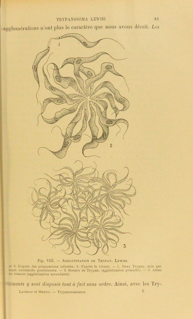 agglomérations n ont plus lo caractère cjuc nous aAons deciit. Les Fig. VIII. — Agglutination de Trypan. Lbwisi. et 2. D'après des préparations colorées; 3, d’après lo vivant. — 1. Deux Trypan. unis par lours extrémités postérieures. — 2. Rosace do Trypan. (agglutination primaire). — 3. Amas do rosaces (agglutination secondaire). 'déments y sont disposés tout à fait sans ordre. Ainsi, avec les Try- Laveran et Mesnil. — Trypanosomiases.