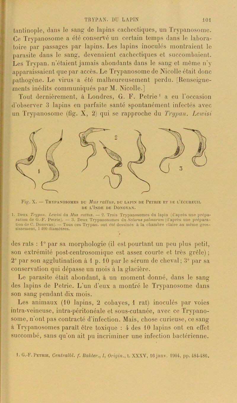 tantinople, dans le sang de lapins cachectiques, un Trypanosome. Ce Trypanosome a été conservé un certain temps dans le labora- toire par passages par lapins. Les lapins inoculés montraient le parasite dans le sang, devenaient cachectiques et succombaient. Les Trypan. n’étaient jamais abondants dans le sang et même n’y apparaissaient que par accès. Le Trypanosome de Nicolle était donc pathogène. Le virus a été malheureusement perdu. [Renseigne- ments inédits communiqués par M. Nicolle.] Tout dernièrement, à Londres, G. F. Petrie 1 a eu l’occasion d’observer 3 lapins en parfaite santé spontanément infectés avec un Trypanosome (fig. X, 2) qui se rapproche du Trypan. Lewisi Fig-, X. — Trypanosomes du Mus rallus, du lapin de Petrie et de l’écureuil de l’Inde de Donovan. 1. Doux Trypan. Lewisi du Mus rattus. — 2. Trois Trypanosomes du lapin (d’après uno prépa- ration do G.-F. Petrie). — 3. Deux Trypanosomes du Sciuruspalmarum (d'après une prépara- tion do C. Donovan). — Tous cos Trypan. ont été dessinés à la chambre claire au mémo gros- sissement, 1 100 diamètres. des rats : 1° par sa morphologie (il est pourtant un peu plus petit, son extrémité post-centrosomique est assez courte et très grêle) ; 2° par son agglutination à 1 p. 10 par le sérum de cheval; 3° par sa conservation qui dépasse un mois à la glacière. Le parasite était abondant, à un moment donné, dans le sang des lapins de Petrie. L’un d’eux a montré le Trypanosome dans son sang pendant dix mois. Les animaux (10 lapins, 2 cobayes, 1 rat) inoculés par voies intra-veineuse, intra-péritonéale et sous-cutanée, avec ce Trypano- some, n’ont pas contracté d’infection. Mais, chose curieuse, ce sang à Trypanosomes parait être toxique : 4 des 10 lapins ont en effet succombé, sans qu’on ait pu incriminer une infection bactérienne. I. G.-F. Petrie, Cenlralbl. /'. hiakler., 1, Orir/in., t. XXXV, iGjanv. 1904, pp. 484-4S0.