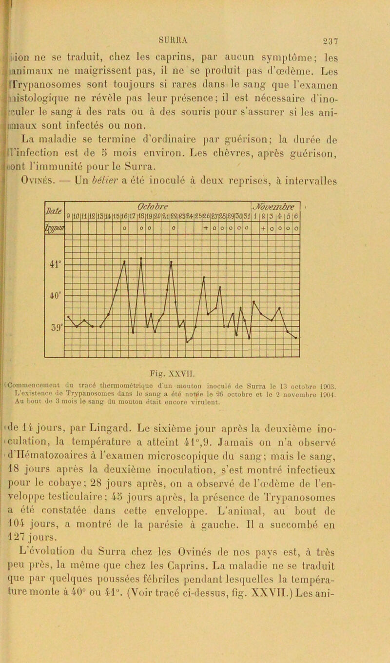 don ne se traduit, chez les caprins, par aucun symptôme; les animaux ne maigrissent pas, il ne se produit pas d’œdème. Les (Trypanosomes sont toujours si rares dans le sang que l’examen : aistologique ne révèle [tas leur présence ; il est nécessaire d’ino- Jcculer le sang à des rats ou à des souris pour s’assurer si les ani- Inmaux sont infectés ou non. La maladie se termine d’ordinaire par guérison; la durée de jltinfection est de 5 mois environ. Les chèvres, après guérison, loont l’immunité pour le Surra. Ovines. — Un bélier a été inoculé à deux reprises, à intervalles Fig. XXVII. ^Commencement du tracé tliermométricjuo d'un mouton inoculé do Surra le 13 octobre 1903. L'existence do Trypanosomes dans lo sang a été notée le 36 octobre et lo 2 novembre 1901. Au bout do 3 mois le sang du mouton était encore virulent. ode 14 jours, par Lingard. Le sixième jour après la deuxième ino- culation, la température a atteint 41°,9. Jamais on n’a observé d Hématozoaires à l’examen microscopique du sang; mais le sang, 48 jours après la deuxième inoculation, s’est montré infectieux pour le cobaye; 28 jours après, on a observé de l’œdème de l’en- ; veloppe testiculaire; 45 jours après, la présence de Trypanosomes ' a été constatée dans cette enveloppe. L’animal, au bout de 104 jours, a montré de la parésie à gauche. Il a succombé en 127 jours. L’évolution du Surra chez les Ovinés de nos pays est, à très peu près, la même que chez les Caprins. La maladie ne se traduit que par quelques poussées fébriles pendant lesquelles la tempéra- ture monte à 40° ou 41°. (Voir tracé ci-dessus, fig. XXVII.) Les ani-