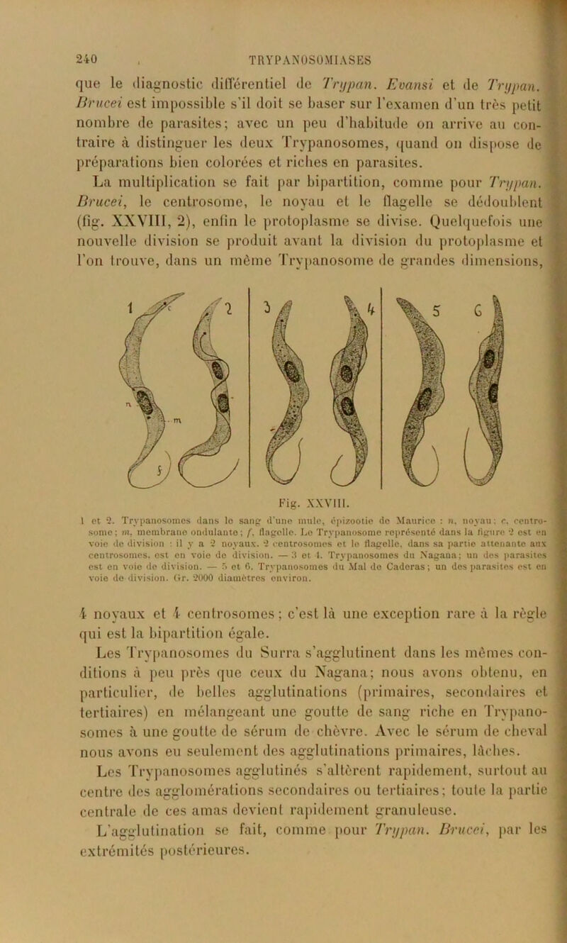 que le diagnostic différentiel de Trypan. Evansi et de Trypan. Bi'ucei est impossible s’il doit se baser sur l’examen d’un très petit nombre de parasites; avec un peu d’habitude on arrive au con- traire à distinguer les deux Trypanosomes, quand on dispose de préparations bien colorées et riches en parasites. La multiplication se fait par bipartition, comme pour Trypan. Brucei, le centrosome, le noyau et le flagelle se dédoublent (fig. XXVIII, 2), enfin le protoplasme se divise. Quelquefois une nouvelle division se produit avant la division du protoplasme et l’on Irouve, dans un môme Trypanosome de grandes dimensions, Fig. xxvm. 1 et 2. Trypanosomes dans lo sang d'une mule, épizootie do Maurice : n. noyau: c, centro- some: m, membrane ondulante; f. flagelle. Lo Trypanosome représenté dans la figure 2 est en voie de division : il y a 2 noyaux. 2 centrosomes et le flagelle, dans sa partie attenante aux centrosomes, est en voie de division. —3 et -1. Trypanosomes du Nagana; un des parasites est en voie do division. — 5 et 6. Trypanosomes du Mal do Caderas; un dos parasites est en voie do division. Or. 2000 diamètres environ. 4 noyaux et 4 centrosomes; c’est là une exception rare à la règle qui est la bipartition égale. Les Trypanosomes du Surra s’agglutinent dans les mômes con- ditions à peu près que ceux du Nagana; nous avons obtenu, en particulier, de belles agglutinations (primaires, secondaires et tertiaires) en mélangeant une goutte de sang riche en Trypano- somes à une goutte de sérum de chèvre. Avec le sérum de cheval nous avons eu seulement des agglutinations primaires, lâches. Les Trypanosomes agglutinés s’altèrent rapidement, surtout au centre des agglomérations secondaires ou tertiaires; toute la partie centrale de ces amas devient rapidement granuleuse. L’agglutination se fait, comme pour Trypan. Brucei, par les extrémités postérieures.