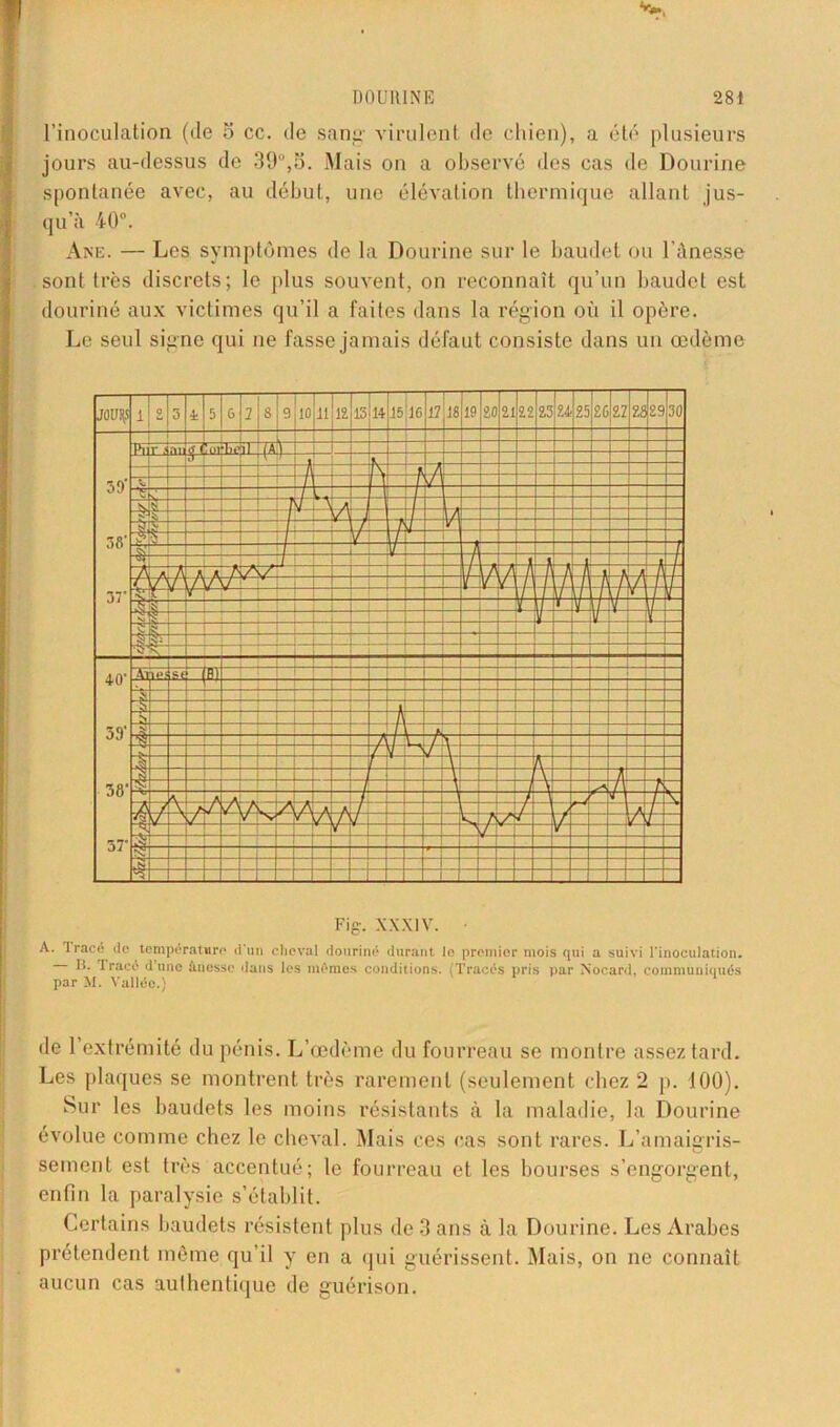 l’inoculation (de 5 ce. de sang- virulent de chien), a été plusieurs jours au-dessus de 39°,S. Mais on a observé des cas de Dourine spontanée avec, au début, une élévation thermique allant jus- qu’à 40°. Ane. — Les symptômes de la Dourine sur le baudet ou l’ànesse sont très discrets; le plus souvent, on reconnaît qu’un baudet est douriné aux victimes qu’il a faites dans la région où il opère. Le seul signe qui ne fasse jamais défaut consiste dans un œdème Fig. xxxiv. A. Tracé de température d'un cheval douriné durant lo premior mois qui a suivi l'inoculation. IL Tracé dune ânessc dans les mêmes conditions. Tracés pris par Nocard, communiqués par M. Vallée.) de 1 extrémité du pénis. L’œdème du fourreau se montre assez tard. Les plaques se montrent très rarement (seulement chez 2 p. 100). Sur les baudets les moins résistants à la maladie, la Dourine évolue comme chez le cheval. Mais ces cas sont rares. L’amaigris- O sement est très accentué; le fourreau et les bourses s’engorgent, enfin la paralysie s’établit. Certains baudets résistent plus de 3 ans à la Dourine. Les Arabes prétendent même qu’il y en a qui guérissent. Mais, on ne connaît aucun cas authentique de guérison.