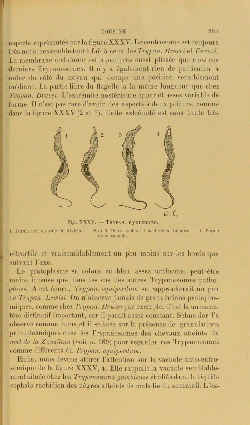 aspects représentés par la figure XXXY. Le centrosome est toujours très net et ressemble tout à fait à ceux des Trtjpan. Brucei et Evansi. La membrane ondulante est à peu près aussi plissée que chez ces derniers Trypanosomes. Il n’y a également rien de particulier à noter du côté du noyau qui occupe une position sensiblement médiane. La partie libre du flagelle a la même longueur que chez Trypan. Brucei. L’extrémité postérieure apparaît assez variable de forme. Il n’est pas rare d’avoir des aspects à deux pointes, comme dans la figure XXXV (2 et 3). Cette extrémité est sans doute très Fig. XXXV. — Trypan. equiperdum. 1. Forme non on voie de division. — 2 et 3. Deux stades do la division binairo. — 4. Forme avec vacuole. rétractile et vraisemblablement un p'eu moins sur les bords que suivant l’axe. Le protoplasme se colore en bleu assez uniforme, peut-être moins intense que dans les cas des autres Trypanosomes patho- gènes. A cet égard, Trypan. equiperdum se rapprocherait un peu de Trypan. Lewisi. On n’observe jamais de granulations protoplas- miques, comme chez Trypan. Brucei par exemple. C’est là un carac- tère distinctif important, car il parait assez constant. Schneider l’a observé comme nous et il se base sur la présence de granulations protoplasmiques chez les Trypanosomes des chevaux atteints du mal de la Zousfana (voir p. 189) pour regarder ces Trypanosomes comme différents du Trypan. equiperdum. Enfin, nous devons attirer l’attention sur la vacuole antécentro- somique de la figure XXXV, 4. Elle rappelle la vacuole semblable- ment située chez les Trypanosoma yambiense étudiés dans le liquide céphalo-rachidien des nègres atteints de maladie du sommeil. L’cx-