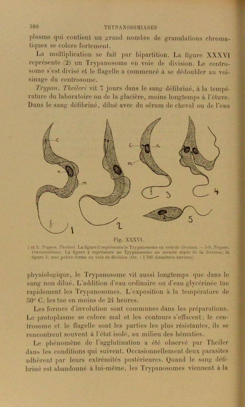 plasrae qui contient un grand nombre de granulations chroma- tiques se colore fortement. La multiplication se fait par bipartition. La figure XXXVI représente (2) un Trypanosome en voie de division. Le centro- some s’est divisé et le flagelle a commencé à se dédoubler au voi- sinage du centrosome. Trypan. Theileri vit 7 jours dans le sang défibriné, à la tempé- rature du laboratoire ou de la glacière, moins longtemps à l’étuve. Dans le sang défibriné, dilué avec du sérum de cheval ou de l’eau Fig. XXXVI. 1 et Trypan. Theileri. La figure représente le Trypanosome en voio de division. — 3-5. Trypan. Iransvaalien-ie. La figure 1 représente un Trypanosome au dernier stade de la division; la figure 5, une petite forme en voie de division (Gr. : 1 700 diamètres environ). physiologique, le Trypanosome vit aussi longtemps que dans le sang non dilué. L’addition d’eau ordinaire ou d’eau glycérinée tue rapidement les Trypanosomes. L’exposition à la température de o0° C. les tue en moins de 24 heures. Les formes d’involution sont communes dans les préparations. Le protoplasme se colore mal et les contours s’effacent; le cen- trosome et le flagelle sont les parties les plus résistantes, ils se rencontrent souvent à l’état isolé, au milieu des hématies. Le phénomène de l’agglutination a été observé par Theiler dans les conditions qui suivent. Occasionnellement deux parasites adhèrent par leurs extrémités postérieures. Quand le sang défi- briné est abandonné à lui-même, les Trypanosomes viennent à la