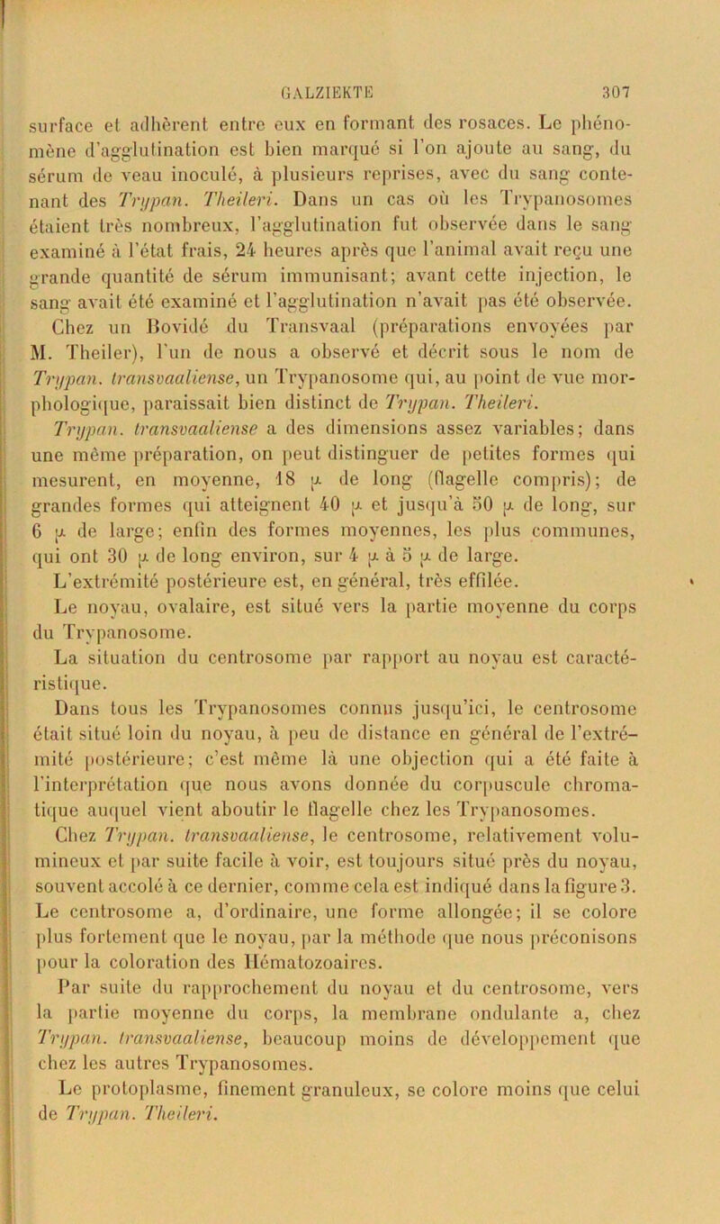 surface et adhèrent entre eux en formant des rosaces. Le phéno- mène d’agglutination est bien marqué si l’on ajoute au sang, du sérum de veau inoculé, à plusieurs reprises, avec du sang conte- nant des Tnjpan. Tlieileri. Dans un cas où les Trypanosomes étaient très nombreux, l’agglutination fut observée dans le sang examiné à l’état frais, 24 heures après que l’animal avait reçu une grande quantité de sérum immunisant; avant celte injection, le sang avait été examiné et l’agglutination n’avait pas été observée. Chez un Bovidé du Transvaal (préparations envoyées par M. Theiler), l’un de nous a observé et décrit sous le nom de Tnjpan. transvaaliense, un Trypanosome qui, au point de vue mor- phologique, paraissait bien distinct de Trypan. Tlieileri. Tnjpan. transvaaliense a des dimensions assez variables; dans une même préparation, on peut distinguer de petites formes qui mesurent, en moyenne, 18 u de long (flagelle compris); de grandes formes qui atteignent 40 p et jusqu’à 50 p de long, sur 6 p de large; enfin des formes moyennes, les plus communes, qui ont 30 p de long environ, sur 4 p à o p de large. L’extrémité postérieure est, en général, très effilée. Le noyau, ovalaire, est situé vers la partie moyenne du corps du Trypanosome. La situation du centrosome par rapport au noyau est caracté- ristique. Dans tous les Trypanosomes connus jusqu’ici, le centrosome était situé loin du noyau, à peu de distance en général de l’extré- mité postérieure; c’est même là une objection qui a été faite à l’interprétation que nous avons donnée du corpuscule chroma- tique auquel vient aboutir le flagelle chez les Trypanosomes. Chez Tnjpan. transvaaliense, le centrosome, relativement volu- mineux et par suite facile à voir, est toujours situé près du noyau, souvent accolé à ce dernier, comme cela est indiqué dans la figure 3. Le centrosome a, d’ordinaire, une forme allongée; il se colore plus fortement que le noyau, par la méthode que nous préconisons pour la coloration des Hématozoaires. Par suite du rapprochement du noyau et du centrosome, vers la partie moyenne du corps, la membrane ondulante a, chez Tnjpan. transvaaliense, beaucoup moins de développement que chez les autres Trypanosomes. Le protoplasme, finement granuleux, se colore moins que celui de Tnjpan. Tlieileri.