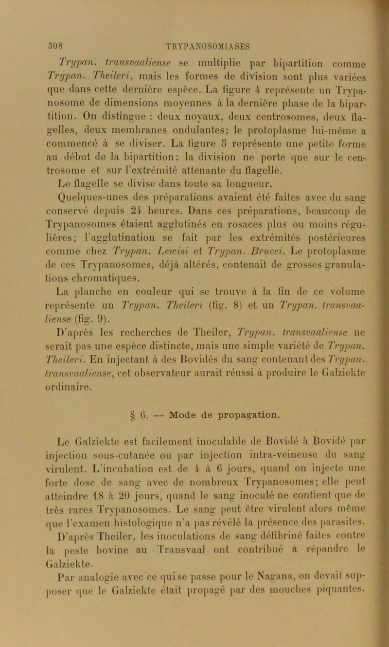 Trypan. transmaliense se multiplie par bipartition comme Trypan. Theileri, mais les formes de division sont plus variées que dans cette dernière espèce. La figure 4 représente un Trypa- nosome de dimensions moyennes à la dernière phase île la bipar- tition. On distingue : deux noyaux, deux centrosomes, deux fla- gelles, deux membranes ondulantes; le protoplasme lui-même a commencé à se diviser. La figure 5 représente une petite forme au début de la bipartition; la division ne porte que sur le cen- trosome et sur l’extrémité attenante du flagelle. Le flagelle se divise dans toute sa longueur. Quelques-unes des préparations avaient été faites avec du sang conservé depuis 24 heures. Dans ces préparations, beaucoup de Trypanosomes étaient agglutinés en rosaces plus ou moins régu- lières; l’agglutination se fait par les extrémités postérieures comme chez Trypan. Lewisi et Trypan. Brucei. Le protoplasme de ces Trypanosomes, déjà altérés, contenait de grosses granula- tions chromatiques. La planche en couleur qui se trouve à la fin de ce volume représente un Trypan. Theileri (fig. 8) et un Trypan. transvaa- liense (fig. 9). D’après les recherches de Theiler, Trypan. transvaaliense ne serait pas une espèce distincte, mais une simple variété de Trypan. Theileri. En injectant à des Bovidés du sang contenant des Trypan. transvaaliense, cet observateur aurait réussi à produire le Galziekte ordinaire. § 6. — Mode de propagation. Le Galziekte est facilement inoculable de Bovidé à Bovidé par injection sous-cutanée ou par injection intra-veineuse du sang virulent. L’incubation est de 4 à 6 jours, quand on injecte une forte dose de sang avec de nombreux Trypanosomes; elle peut atteindre 18 à 20 jours, quand le sang inoculé ne contient que de très rares Trypanosomes. Le sang peut être virulent alors même que l’examen histologique n’a pas révélé la présence des parasites. D’après Theiler, les inoculations de sang défibriné faites contre la peste bovine au Transvaal ont contribué à répandre le Galziekte. Par analogie avec ce qui se passe pour le Nagana, on devait sup- poser que le Galziekte était propagé par des mouches piquantes.