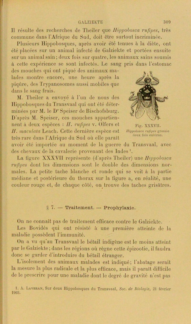 Il résulte des recherches de Theiler que Hippobosca ruftpes, très commune dans l’Afrique du Sud, doit être surtout incriminée. Plusieurs Hippobosques, après avoir été tenues à la diète, ont été placées sur un animal infecté de Galziekte et portées ensuite sur un animal sain; deux fois sur quatre, les animaux sains soumis à cette expérience se sont infectés. Le sang pris dans l’estomac des mouches qui ont piqué des animaux ma- lades montre encore, une heure après la piqûre, des Trypanosomes aussi mobiles que dans le sang frais. M. Theiler a envové à l'un de nous des Ilip pobosquesdu Transvaal qui ont été déter- minées par M. le Dr Speiser de Dischofsburg. D’après M. Speiser, ces mouches appartien- nent à deux espèces : II. rufipes v. Olfers et H. maculata Leach. Cette dernière espèce est très rare dans l’Afrique du Sud où elle parait avoir été importée au moment de la guerre du Transvaal, avec des chevaux de la cavalerie provenant des Indes *. La figure XXXVII représente (d’après Theiler) une Hippobosca rufipes dont les dimensions sont le double des dimensions nor- males. La petite tache blanche et ronde qui se voit à la partie médiane et postérieure du thorax sur la figure a, en réalité, une couleur rouge et, de chaque côté, on< trouve des taches grisâtres. Fig. XXXVII. Hippobosca rufipes grossio doux fois en'viron. § 7. — Traitement. — Prophylaxie. On ne connaît pas de traitement efficace contre le Galziekte. Les Bovidés qui ont résisté à une première atteinte de la maladie possèdent l’immunité. On a vu qu’au Transvaal le bétail indigène est le moins atteint par le Galziekte; dans les régions où règne cette épizootie, il faudra donc se garder d’introduire du bétail étranger. L’isolement des animaux malades est indiqué; l’abatage serait la mesure la plus radicale et la plus efficace, mais il paraît difficile de le prescrire pour une maladie dont le degré de gravité n’est pas 1. A. Laveran, Sur deux Hippobosques du Transvaal, Soc. de Biolooie, 21 février 1903.