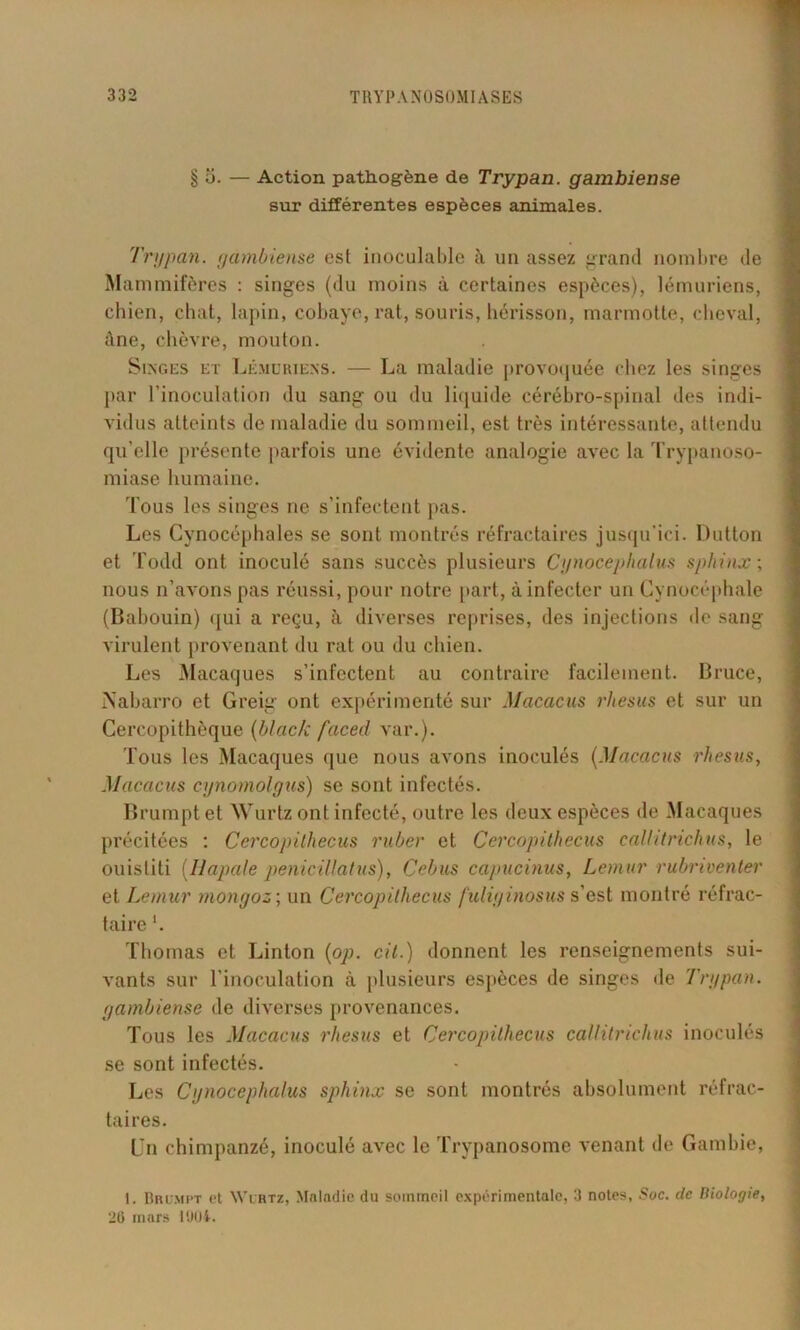 § ci. — Action pathogène de Trypan. gambiense sur différentes espèces animales. Trypan. gambiense est inoculable à un assez grand nombre de Mammifères : singes (du moins à certaines espèces), lémuriens, chien, chat, lapin, cobaye, rat, souris, hérisson, marmotte, cheval, âne, chèvre, mouton. Singes et Lémuriens. — La maladie provoquée chez les singes par l’inoculation du sang ou du liquide cérébro-spinal des indi- vidus atteints de maladie du sommeil, est très intéressante, attendu qu’elle présente parfois une évidente analogie avec la Trypanoso- miase humaine. Tous les singes ne s’infectent pas. Les Cynocéphales se sont montrés réfractaires jusqu'ici. Dutton et Todd ont inoculé sans succès plusieurs Cynocephalus sphinx ; nous n’avons pas réussi, pour notre part, à infecter un Cynocéphale (Babouin) qui a reçu, à diverses reprises, des injections de sang virulent provenant du rat ou du chien. Les Macaques s’infectent au contraire facilement. Bruce, Nabarro et Greig ont expérimenté sur Macacus rhésus et sur un Cercopithèque (black faced var.). Tous les Macaques que nous avons inoculés (Macacus rhésus, Macacus cynomolgus) se sont infectés. Brumptet Wurtz ont infecté, outre les deux espèces de Macaques précitées : Cercopithecus ruber et Cercopithecus callitrichus, le ouistiti (Uapale peniciUatus), Cebus capucinus, Lemur rubriventer et Lemur mongoz ; un Cercopithecus fuliginosus s’est montré réfrac- taire '. Thomas et Linton (op. cit.) donnent les renseignements sui- vants sur l’inoculation à plusieurs espèces de singes de Trypan. gambiense de diverses provenances. Tous les Macacus rhésus et Cercopithecus callitrichus inoculés se sont infectés. Les Cynocephalus sphinx se sont montrés absolument réfrac- taires. Un chimpanzé, inoculé avec le Trypanosome venant de Gambie, 1. Brumpt et Wurtz, Maladie du sommeil expérimentale, 3 notes, Soc. de Biologie, 26 mars 1904.