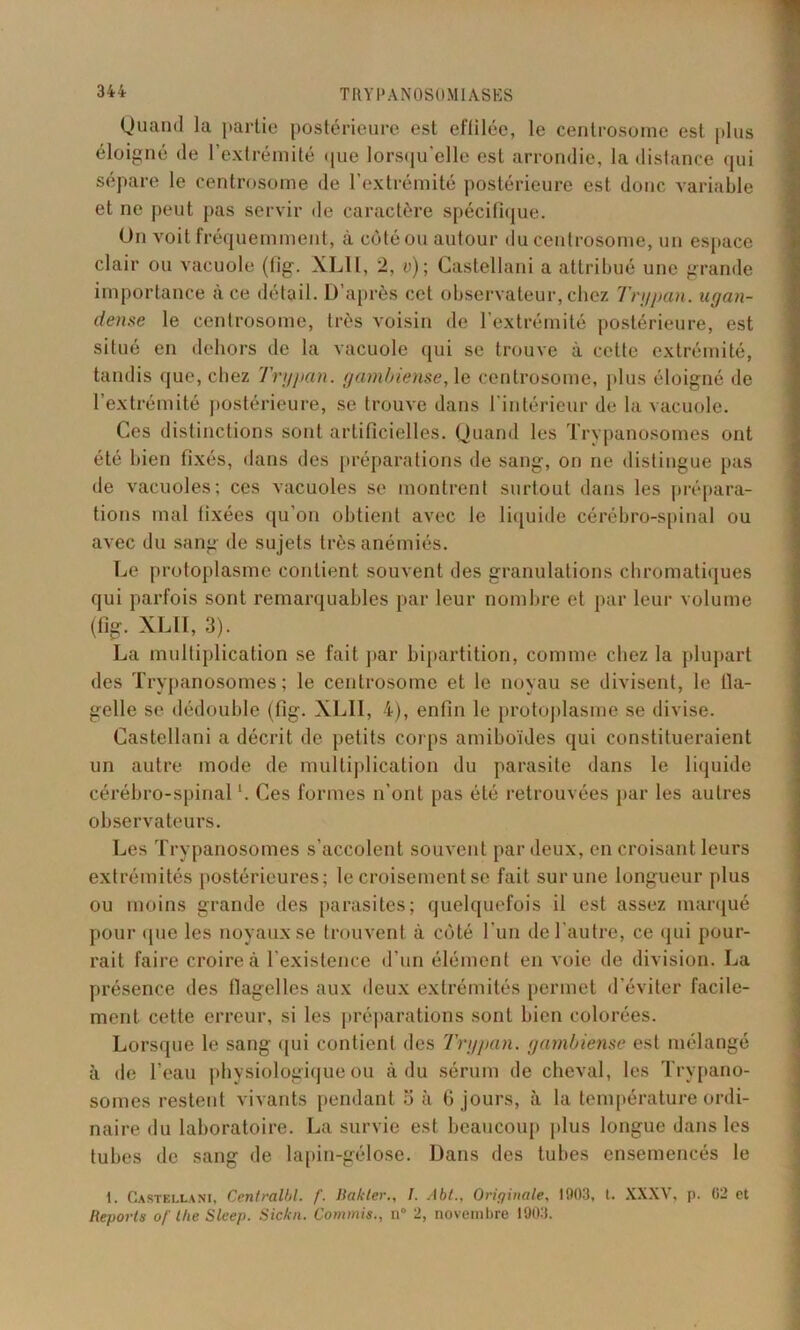 Quand la partie postérieure est effilée, le centrosome est plus éloigné de l’extrémité que lorsqu’elle est arrondie, la distance qui sépare le centrosome de l’extrémité postérieure est donc variable et ne peut pas servir de caractère spécifique. On voit fréquemment, à côté ou autour du centrosome, un espace clair ou vacuole (fig. XLÏ1, 2, v); Castellani a attribué une grande importance à ce détail. D’après cet observateur, chez Trypan. ugan- dense le centrosome, très voisin de l’extrémité postérieure, est situé en dehors de la vacuole qui se trouve à cette extrémité, tandis que, chez Trypan. gambiense, le centrosome, plus éloigné de l’extrémité postérieure, se trouve dans l'intérieur de la vacuole. Ces distinctions sont artificielles. Quand les Trypanosomes ont été bien fixés, dans des préparations de sang, on ne distingue pas de vacuoles; ces vacuoles se montrent surtout dans les prépara- tions mal fixées qu’on obtient avec le liquide cérébro-spinal ou avec du sang de sujets très anémiés. Le protoplasme contient souvent des granulations chromatiques qui parfois sont remarquables par leur nombre et par leur volume (fig. XLII, 3). La multiplication se fait par bipartition, comme chez la plupart des Trypanosomes; le centrosome et le noyau se divisent, le tla- gelle se dédouble (fig. XLII, 4), enfin le protoplasme se divise. Castellani a décrit de petits corps amiboïdes qui constitueraient un autre mode de multiplication du parasite dans le liquide cérébro-spinal ‘. Ces formes n’ont pas été retrouvées par les autres observateurs. Les Trypanosomes s’accolent souvent par deux, en croisant leurs extrémités postérieures; le croisement se fait sur une longueur plus ou moins grande des parasites; quelquefois il est assez marqué pour que les noyaux se trouvent à côté l’un de l'autre, ce qui pour- rait faire croire à l’existence d’un élément en voie de division. La présence des flagelles aux deux extrémités permet d’éviter facile- ment cette erreur, si les préparations sont bien colorées. Lorsque le sang qui contient des Trypan. gambiense est mélangé à de l’eau physiologique ou à du sérum de cheval, les Trypano- somes restent vivants pendant o à 6 jours, à la température ordi- naire du laboratoire. La survie est beaucoup plus longue dans les tubes de sang de lapin-gélose. Dans des tubes ensemencés le 1. Castellani, Centralbl. f. Bakler., I. Abt., Originale. 1903, t. XXXV, p. 02 et Reports o/' llie Sleep. Sickn. Commis., n° 2, novembre 1903.