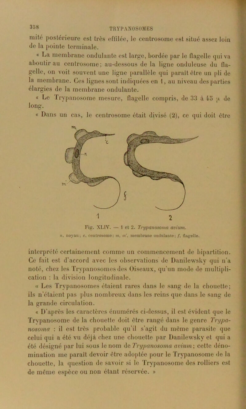 mité postérieure est très effilée, le centrosome est situé assez loin de la pointe terminale. « La membrane ondulante est large, bordée par le tlagelle qui va aboutir au centrosome; au-dessous de la ligne onduleuse du fla- gelle, on voit souvent une ligne parallèle qui paraît être un pli de la membrane. Ces lignes sont indiquées en 1, au niveau des parties élargies de la membrane ondulante. « Le Trypanosome mesure, flagelle compris, de 33 à io u. de long. « Dans un cas, le centrosome était divisé (2), ce qui doit être m. 1 2 Fig. XLIV. — 1 el 2. Trypanosoma aviim. n, noyau; e, centrosome; m, m', membrane ondulante; f, tlagelle. interprété certainement comme un commencement de bipartition. Ce fait est d’accord avec les observations de Danilewsky qui n'a noté, chez les Trypanosomes des Oiseaux, qu’un mode de multipli- cation : la division longitudinale. « Les Trypanosomes étaient rares dans le sang de la chouette; ils n’étaient pas plus nombreux dans les reins que dans le sang de la grande circulation. « D’après les caractères énumérés ci-dessus, il est évident que le Trypanosome de la chouette doit être rangé dans le genre Tri/pa- nosoma : il est très probable qu’il s’agit du même parasite que celui qui a été vu déjà chez une chouette par Danilewsky et qui a été désigné par lui sous le nom de Tri/panosoma avium ; cette déno- mination me paraît devoir être adoptée pour le Trypanosome de la chouette, la question de savoir si le Trypanosome des rolliers est de même espèce ou non étant réservée. »