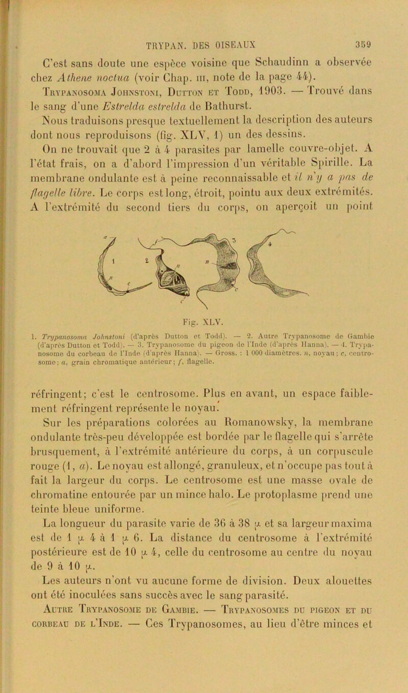 C’est sans doute une espèce voisine que Schaudinn a observée chez Alhene noctua (voir Chap. ni, note de la page 44). Trypanosoma Johnstoni, Dutton et Todd, 1903. — Irouvé dans le sang d’une Estrelda estrelda de Bathurst. iNous traduisons presque textuellement la description des auteurs dont nous reproduisons (fig. XLV, 1) un des dessins. On ne trouvait que 2 à 4 parasites par lamelle couvre-objet. A l’état frais, on a d’abord l’impression d’un véritable Spirille. La membrane ondulante est à peine reconnaissable et il n'y a pas de flagelle libre. Le corps est long, étroit, pointu aux deux extrémités. A l’extrémité du second tiers du corps, on aperçoit un point 1. Trypanosoma Johnstoni (d’après Dutton et Todd). — 2. Autre Trypanosome de Gambie (d’après Dutton ot Todd). — 3. Trypanosome du pigeon de l'Inde (d’après Hanna). — 1. Trypa- nosome du corbeau de l'Inde (d’après Hanna'. — Gross. : 1 000 diamètres, n. noyau: c, centro- some : a, grain chromatique antérieur ; f, flagelle. réfringent; c’est le centrosome. Plus en avant, un espace faible- ment réfringent représente le noyau. Sur les préparations colorées au Romanowsky, la membrane ondulante très-peu développée est bordée par le flagelle qui s’arrête brusquement, à l’extrémité antérieure du corps, «à un corpuscule rouge (1, a). Le noyau est allongé, granuleux, et n’occupe pas tout à fait la largeur du corps. Le centrosome est une masse ovale de chromatine entourée par un mince halo. Le protoplasme prend une teinte bleue uniforme. La longueur du parasite varie de 3G à 38 u. et sa largeur maxima est de 1 ;jl 4 à 1 p. 6. La distance du centrosome à l’extrémité postérieure est de 10 u 4, celle du centrosome au centre du noyau de 9 à 10 a. Les auteurs n’ont vu aucune forme de division. Deux alouettes ont été inoculées sans succès avec le sang parasité. Autre Trypanosome de Gambie. — Trypanosomes du pigeon et du corbeau de l’Inde. — Ces Trypanosomes, au lieu d’être minces et