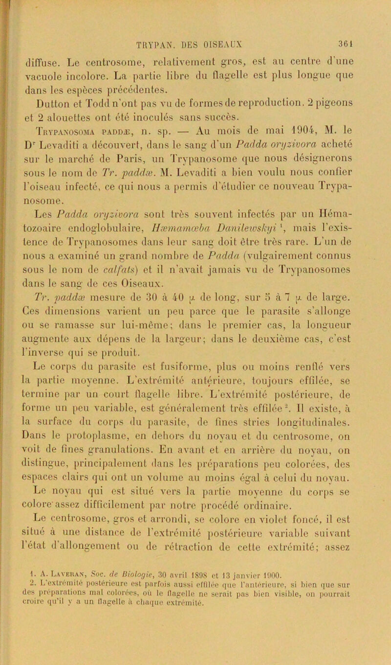 diffuse. Le centrosome, relativement gros, est au centre d’une vacuole incolore. La partie libre du flagelle est plus longue que dans les espèces précédentes. Dutton et Todd n’ont pas vu de formes de reproduction. 2 pigeons et 2 alouettes ont été inoculés sans succès. Tuypanosoma paddæ, n. sp. — Au mois de mai 1904, M. le Dr Levaditi a découvert, dans le sang d’un Padda oryzivora acheté sur le marché de Paris, un Trypanosome que nous désignerons sous le nom de Tr. paddæ. M. Levaditi a bien voulu nous confier l’oiseau infecté, ce qui nous a permis d’étudier ce nouveau Trypa- nosome. Les Padda oryzivora sont très souvent infectés par un Héma- tozoaire endoglobulaire, Hæmarnœba Danilewskyi ', mais l’exis- tence de Trypanosomes dans leur sang doit être très rare. L’un de nous a examiné un grand nombre de Padda (vulgairement connus sous le nom de cal-fats) et il n’avait jamais vu de Trypanosomes dans le sang de ces Oiseaux. Tr. paddæ mesure de 30 à 40 \x de long, sur 5 à 7 g. de large. Ces dimensions varient un peu parce que le parasite s’allonge ou se ramasse sur lui-même; dans le premier cas, la longueur augmente aux dépens de la largeur; dans le deuxième cas, c’est l’inverse qui se produit. Le corps du parasite est fusiforme, plus ou moins renflé vers la partie moyenne. L’extrémité antérieure, toujours effilée, se termine par un court flagelle libre. L’extrémité postérieure, de forme un peu variable, est généralement très effilée2. 11 existe, à la surface du corps du parasite, de fines stries longitudinales. Dans le protoplasme, en dehors du noyau et du centrosome, on voit de fines granulations. En avant et en arrière du noyau, on distingue, principalement dans les préparations peu colorées, des espaces clairs qui ont un volume au moins égal à celui du noyau. Le noyau qui est situé vers la partie moyenne du corps se colore-assez difficilement par notre procédé ordinaire. Le centrosome, gros et arrondi, se colore en violet foncé, il est situé à une distance de l’extrémité postérieure variable suivant 1 état d allongement ou de rétraction de cette extrémité; assez \. A. Lavehan, Soc. de Biologie, 30 avril 1898 et 13 janvier 1900. 2. L'extrémité postérieure est parfois aussi effilée que l’antérieure, si bien que sur des préparations mal colorées, où le llagelle ne serait pas bien visible, on pourrait croire qu’il y a un llagelle à chaque extrémité.