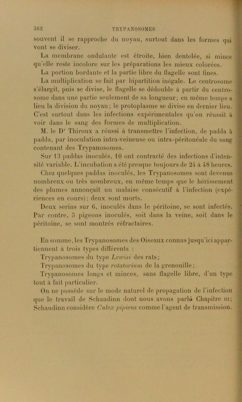 souvent il se rapproche du noyau, surtout dans les formes qui vont se diviser. La membrane ondulante est étroite, bien dentelée, si mince qu’elle reste incolore sur les préparations les mieux colorées. La portion bordante et la partie libre du flagelle sont fines. La multiplication se fait par bipartition inégale. Le centrosome s’élargit, |>uis se divise, le flagelle se dédouble à partir du centro- some dans une partie seulement de sa longueur; en même temps a lieu la division du noyau; le protoplasme se divise en dernier lieu. C’est surtout dans les infections expérimentales qu’on réussit à voir dans le sang des formes de multiplication. M. le Dr Thiroux a réussi à transmettre l’infection, de padda à padda, par inoculation intra-veineuse ou intra-péritonéale du sang contenant des Trypanosomes. Sur 13 paddas inoculés, 10 ont contracté des infections d’inten- sité variable. L’incubation a été presque toujours de 24 à 48 heures. Chez quelques paddas inoculés, les Trypanosomes sont devenus nombreux ou très nombreux, en même temps que le hérissement des plumes annonçait un malaise consécutif à l’infection (expé- riences en cours); deux sont morts. Deux serins sur 6, inoculés dans le péritoine, se sont infectés. Par contre, ü pigeons inoculés, soit dans la veine, soit dans le péritoine, se sont montrés réfractaires. En somme, les Trypanosomes des Oiseaux connus jusqu'ici appar- tiennent à trois types différents : Trypanosomes du type Leioisi des rats; Trypanosomes du type rotatorium de la grenouille; Trypanosomes longs et minces, sans flagelle libre, d’un type tout à fait particulier. On ne possède sur le mode naturel de propagation de l'infection que le travail de Schaudinn dont nous avons parlé Chapitre m ; Schaudinn considère Culex pipiens comme l’agent de transmission.