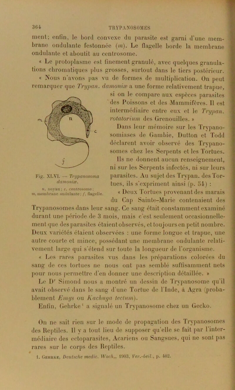 nient; enfin, le boni convexe du parasite est garni d’une mem- brane ondulante festonnée (m). Le flagelle borde la membrane ondulante et aboutit au centrosome. « Le protoplasme est finement granulé, avec quelques granula- tions chromatiques plus grosses, surtout dans le tiers postérieur. « Nous n’avons [tas vu de formes de multiplication. On peut remarquer que Trypan. damoniæ a une forme relativement trapue, si on le compare aux espèces parasites des Poissons et îles Mammifères. Il est intermédiaire entre eux et le Trypan. rotatorium des Grenouilles. » Dans leur mémoire sur les Trypano- somiases de Gambie, Dutton et Todd déclarent avoir observé des Trypano- somes chez les Serpents et les Tortues. Ils ne donnent aucun renseignement, ni sur les Serpents infectés, ni sur leurs parasites. Au sujet des Trypan. des Tor- tues, ils s’expriment ainsi (p. oi) : « Deux Tortues provenant des marais du Cap Sainte-Marie contenaient des Trypanosomes dans leur sang. Ce sang était constamment examiné durant une période de 3 mois, mais c’est seulement occasionnelle- ment que des parasites étaient observés, et toujours en petit nombre. Deux variétés étaient observées : une forme longue et trapue, une autre courte et mince, possédant une membrane ondulante relati- vement large (pii s'étend sur toute la longueur de l’organisme. « Les rares parasites vus dans les préparations colorées du sang de ces tortues ne nous ont pas semblé suffisamment nets pour nous permettre d’en donner une description détaillée. » Le Dr Simond nous a montré un dessin de Trypanosome qu’il avait observé dans le sang d’une Tortue de l'Inde, à Agra (proba- blement Emys ou Kachuga teclum). Enfin, Gehrke1 a signalé un Trypanosome chez un Gecko. Fig. XLVI. — Trypanosotna damoniæ. n, noyau ; c, centrosome ; m, membrane ondulante ; /', flagelle On ne sait rien sur le mode de propagation des Trypanosomes des Reptiles. U y a tout lieu de supposer qu’elle se fait par l’inter- médiaire des ectoparasites, Acariens ou Sangsues, qui ne sont pas rares sur le corps des Reptiles. 1. Gehrke, Deutsche medic. \Voch„ 1903, Ver.-beil., p. 402.