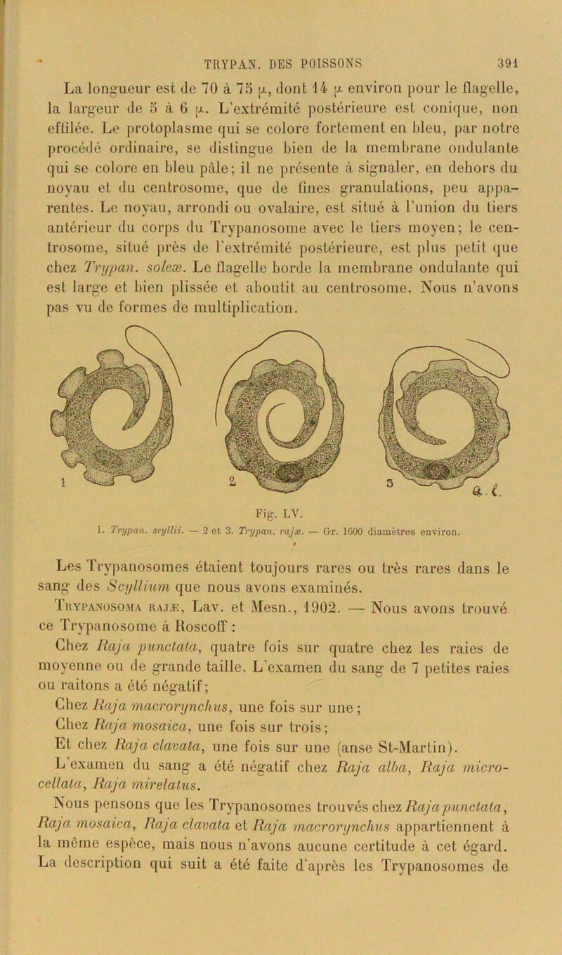 La longueur est (le 70 à 75 p, dont 14 p environ pour le flagelle, la largeur de 5 à 6 p.. L’extrémité postérieure est conique, non effilée. Le protoplasme qui se colore fortement en bleu, par notre procédé ordinaire, se distingue bien de la membrane ondulante qui se colore en bleu pâle; il ne présente à signaler, en dehors du noyau et du centrosome, que de fines granulations, peu appa- rentes. Le noyau, arrondi ou ovalaire, est situé à l’union du tiers antérieur du corps du Trypanosome avec le tiers moyen; le cen- trosome, situé près de l’extrémité postérieure, est plus petit que chez Trypan. soleæ. Le flagelle borde la membrane ondulante qui est large et bien plissée et aboutit au centrosome. Nous n’avons pas vu de formes de multiplication. Fig. LV. I. Trypan. scyllii. — 2 et 3. Trypan. rajæ. — Gr. 1600 diamètres environ. Les Trypanosomes étaient toujours rares ou très rares dans le sang des ScyIlium que nous avons examinés. frypanosoma rajæ, Lav. et Mesn., 1902. — Nous avons trouvé ce Trypanosome à Boscoff : Chez Raja punctata, quatre fois sur quatre chez les raies de moyenne ou de grande taille. L'examen du sang de 7 petites raies ou raitons a été négatif; Chez Raja macrorynchus, une fois sur une ; Chez Raja mosaica, une fois sur trois; Et chez Raja clavata, une fois sur une (anse St-Martin). L examen du sang a été négatif chez Raja alba, Raja micro- cellata, Raja mirelatus. Nous pensons que les Trypanosomes trouvés chez Raja punctata. Raja mosaica, Raja clavata et Raja macrorynchus appartiennent à la même espèce, mais nous n’avons aucune certitude à cet égard. La description qui suit a été faite d’après les Trypanosomes de