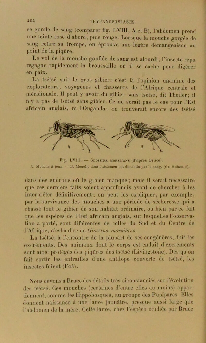 se gonfle de sang (comparer fîg. LVIII, A et B), l’abdomen prend une teinte rose d’abord, puis rouge. Lorsque la mouche gorgée de sang retire sa trompe, on éprouve une légère démangeaison au point de la piqûre. Le vol de la mouche gonflée de sang est alourdi; l’insecte repu regagne rapidement la broussaille où il se cache pour digérer en paix. La tsétsé suit le gros gibier; c’est là l’opinion unanime des explorateurs, voyageurs et chasseurs de l’Afrique centrale et méridionale. 11 peut y avoir du gibier sans tsétsé, dit Theiler; il n y a pas de tsétsé sans gibier. Ce ne serait pas le cas pour l’Est africain anglais, ni l’Ouganda; on trouverait encore des tsétsé Fig. LVIII. — Glossina morsitans (d’après Bruce). A. Mouche à jeun. — 13. Mouche dont l'abdomen est distendu par le sang. (Gr. 2 diam. 5). dans des endroits où le gibier manque; mais il serait nécessaire que ces derniers faits soient approfondis avant de chercher à les interpréter définitivement; on peut les expliquer, par exemple, par la survivance des mouches à une période de sécheresse qui a chassé tout le gibier de son habitat ordinaire, ou bien par ce fait que les espèces de l’Est africain anglais, sur lesquelles l’observa- tion a porté, sont différentes de celles du Sud et du Centre de l'Afrique, c’est-à-dire de Glossina morsitans. La tsétsé, à l’encontre de la plupart de ses congénères, fuit les excréments. Des animaux dont le corps est enduit d’excréments sont ainsi protégés des piqûres des tsétsé (Livingstone). Dès qu’on fait sortir les entrailles d’une antilope couverte de tsétsé, les insectes fuient (Foà). Nous devons à Bruce des détails très ciconstanciés sur l’évolution des tsétsé. Ces mouches (certaines d’entre elles au moins) appar- tiennent, comme les Hippobosques, au groupe des Pupipares. Elles donnent naissance à une larve jaunâtre, presque aussi large que l’abdomen de la mère. Cette larve, chez l’espèce étudiée par Bruce