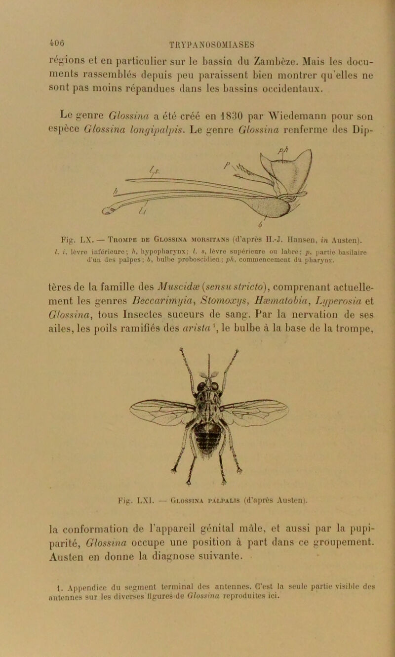 régions et en particulier sur le bassin du Zambèze. Mais les docu- ments rassemblés depuis peu paraissent bien montrer qu elles ne sont pas moins répandues dans les bassins occidentaux. Le genre Glossina a été créé en 1830 par Wiedemann pour son espèce Glossina longipalpis. Le genre Glossina renferme des Dip- Fig. LX. — Trompe de Glossina morsitans (d'après II.-J. Hansen, in Austen). I. i, lèvre inférieure; h, hypopliarynx ; I. s, lèvro supérieure ou labre; p, partie basilaire tl'un des palpes; b, bulbe proboscidien; ph, commencement du pharynx. tères de la famille des Muscidæ (sensu stricto), comprenant actuelle- ment les genres Beccarimyia, Stomoxys, Hæmatobia, Lyperosia et Glossina, tous Insectes suceurs de sang. Par la nervation de ses ailes, les poils ramifiés des arista *, le bulbe à la base de la trompe, Fig. LXI. — Glossina palpalis (d’après Austen). la conformation de l’appareil génital mâle, et aussi par la pupi- parité, Glossina occupe une position à part dans ce groupement. Austen en donne la diagnose suivante. 1. Appendice du segment terminal des antennes. C’est la seule partie visible des antennes sur les diverses figures de Glossina reproduites ici.