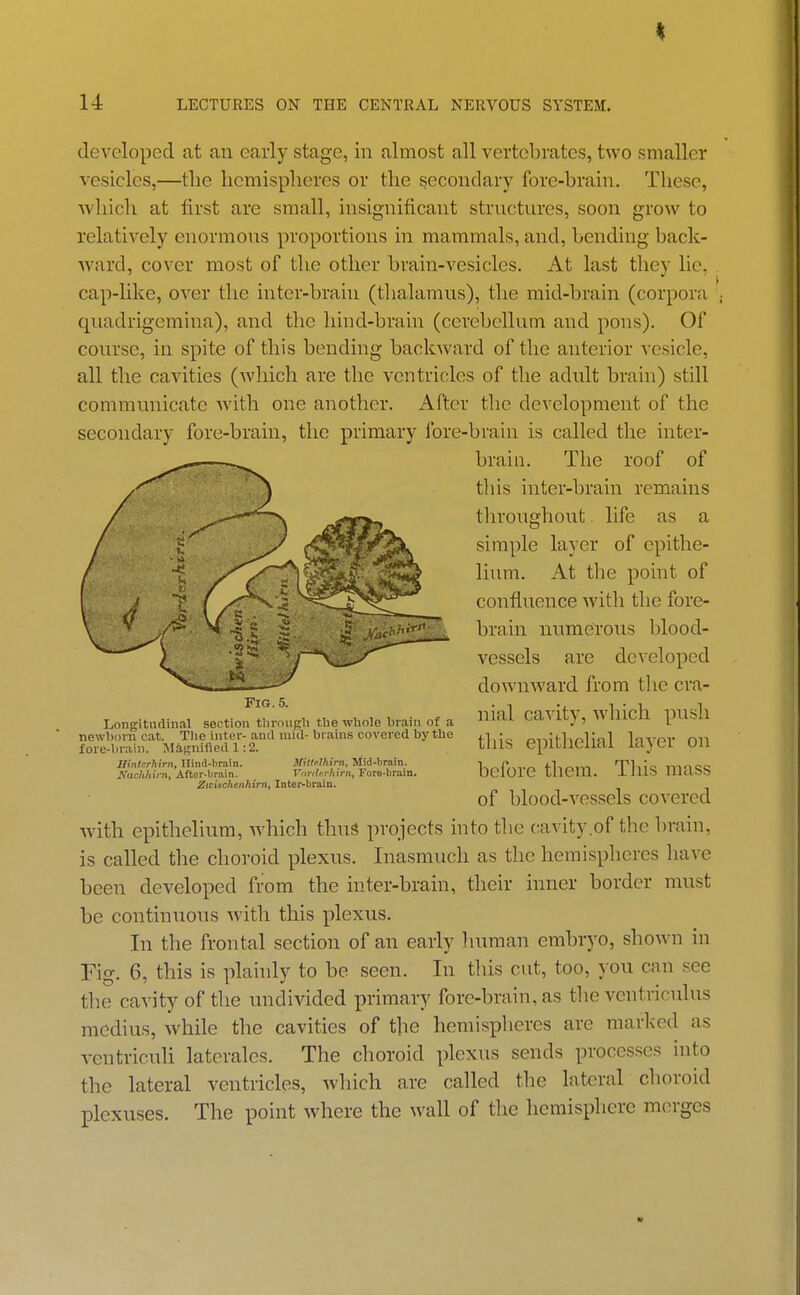 developed at an early stage, in almost all vertebrates, two smaller vesicles,—the hemispheres or the secondary fore-brain. These, which at first are small, insignificant structures, soon grow to relatively enormous proportions in mammals, and, bending back- ward, cover most of the other brain-vesicles. At last they lie, cap-hke, over the inter-brain (thalamus), the mid-brain (corpora quadrigemina), and the hind-brain (cerebellum and pons). Of course, in spite of this bending backward of the anterior vesicle, all the cavities (which are the ventricles of the adult brain) still communicate with one another. After the development of the secondary fore-brain, the primary fore-brain is called the inter- brain. Tlie roof of this inter-brain remains throughout. life as a simple layer of epithe- lium. At the point of confluence with the fore- brain numerous blood- vessels are developed downward from the cra- nial cavity, Avhich push this epithelial layer on before them. This mass of blood-vessels covered Avith epithelium, which thu3 projects into the cavity .of the brain, is called the choroid plexus. Inasmuch as the hemispheres have been developed from the inter-brain, their inner border must be continuous with this plexus. In the frontal section of an early luiman embryo, shown in Fig. 6, this is plainly to be seen. In this cut, too, you can see the cavity of the undivided primary fore-brain, as the vcntricTdus medius, while the cavities of the hemispheres are marked as ventriculi laterales. The choroid plexus sends processes into the lateral ventricles, which are called the lateral choroid plexuses. The point where the wall of the hemisphere merges Fig. 5. Longitudinal section tlirongli tbe whole brain of a newborn cat. The inter- and mid- brains covered by the fore-brain. Magnified 1:2. Ilinterhirn, Hind-brain. Mittelhim, Mid-brain. Nachhirn, After-lirain. Vimlrrhirn, Fore-brain. Zwiichenhirn, Inter-brain.