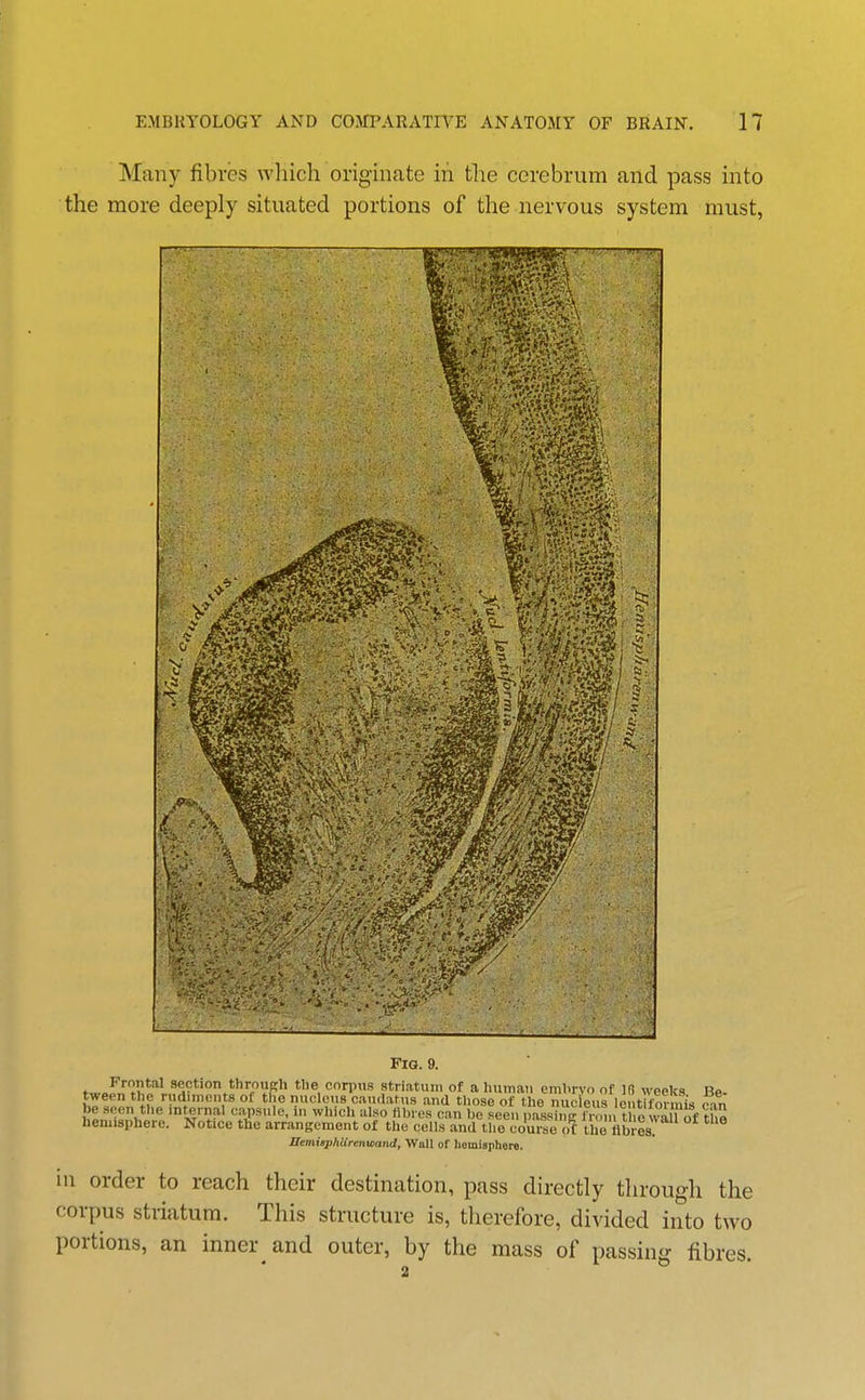 Many fibres wliich originate in the cerebrum and pass into the more deeply situated portions of the nervous system must, Fig. 9. section throupli tlie corpus striatum of a liuman embryo of 10 weeks Be- tween tlie rudiments of the nucleus caudatus and those of the nucleus Ic tiformis c^in be seen the int^ernal capsule, in which also fibres can be seen passinff n-oni tl e wal o^^ hemisphere. Notice tlie arrangement of the cells and the course of tlie fibres. nemitphlirenwand. Wall of liomisphere. in order to reach their destination, pass directly through the corpus striatum. This structure is, therefore, divided into two portions, an inner and outer, by the mass of passing fibres.