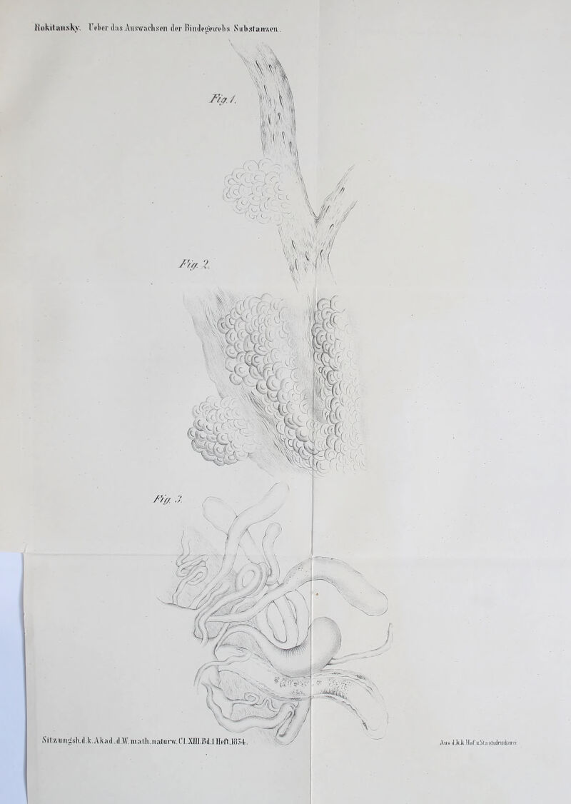 RokilaiisKv 1 id>er das Auswachsen der Riiidei&welis Sul»st;inv.on . .S'il/.uii'isli.d k.Akad.dAV. Aus dJtJc.lkf.ir.Sta nisdni&era