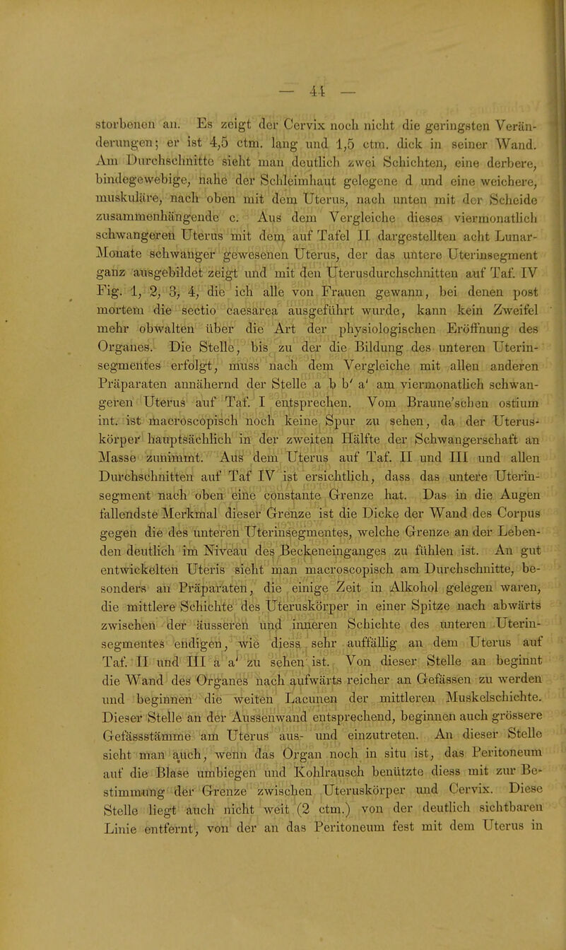 storbenon an. Es zeigt der Cervix noch nicht die geringsten Verän- dernng-en; er ist 4,5 ctm. lang und 1,5 ctm. dick in seiner Wand. Am Durchschnitte sieht man deutlich zwei Schichten, eine derbere, bindegewebige, nahe der Schleimhaut gelegene d und eine weichere, muskuläre, nach oben mit dem. Uterus, nach unten mit der Scheide zusammenhängende c, -Aus dem Vergleiche dieses viermonatlich schwangeren Uterus'mit dem.auf Tafel II dargestellten acht Lunar- Mouate schwanger gewesenen Uterus, der das untere Uterinsegraent ganz ausgebildet zeigt und mit den Uterusdurchschnitten auf Taf. IV Fig. 1, 2,'3> 4, die ich alle von Frauen gewann, bei denen post mortem die Sectio caesarea ausgeführt wurde, kann kein Zweifel mehr obwalten über' ^.16''Art der physiologischen Eröffnung des Organes. Die Stelle, bis W der die Bildung des unteren Uterin- segmentes erfolgt, müss nach dem Vergleiche mit allen anderen Präparaten annähernd der Stelle a b b' a' am viermonatlich schwan- geren Uterus aijf 'Taf.' I entsprechen. Vom Braune'schen ostium int,-:;ist üiacroscöpisch'noch keine Spur zu sehen, da der Uterus- körper hauptsächlich in der zweiten Hälfte der Schwangerschaft an Masse zunimmt. Aus' dem, Uterus auf Taf. II und III und allen Durchschnitteü auf Ta^ IV'ji^t ersichtlich, dass das untere Uterin- segment nach oben eiiie' cpnstante Grenze hat. Das in die Augen fallendste Merkmal dieser Grenze ist die Dicke der Wand des Corpus gegen die des unteren Uterinsegmentes, welche Grenze an der Leben- den deutlich im Niveau des Beckeneinganges zu fühlen ist. An gut entwickelten Uteris sieht man macroscopisch am Durchschnitte, be- sonders an Präparaten, die . einige Zeit in Alkohol gelegen waren, die mittlere Schichte des üteruskörper in einer Spitze nach abwärts zwischen der äusseren ühd inneren Schichte des unteren Uterin- Segmentes endigen, wie diessi. sehr auffällig an dem Uterus auf Taf II und'in'ä^a^''^^ü sefe'ist r dieser Stelle an beginnt die Wand des Organes ilach aufwärts reicher an Gefässen zu werden und beginnen' '^die weitön' Lacunen der mittleren Muskelschichte. Dieser Stelle an der Aussenwand entsprechend, beginnen auch grössere Gefässstämme am Uterus aus- und einzutreten. An dieser Stelle sieht man auch, we'lin das Organ .noch in situ ist, das Peritoneum auf die Blase umbiegen und Kohlrausch benützte diess mit zur Be- stimm-ung der Grenze zwischen Uteruskörper mid Cervix. Diese Stelle liegt auch nicht weit (2 ctm.) von der deutlich sichtbaren Linie entfernt, von der an das Peritoneum fest mit dem Uterus in