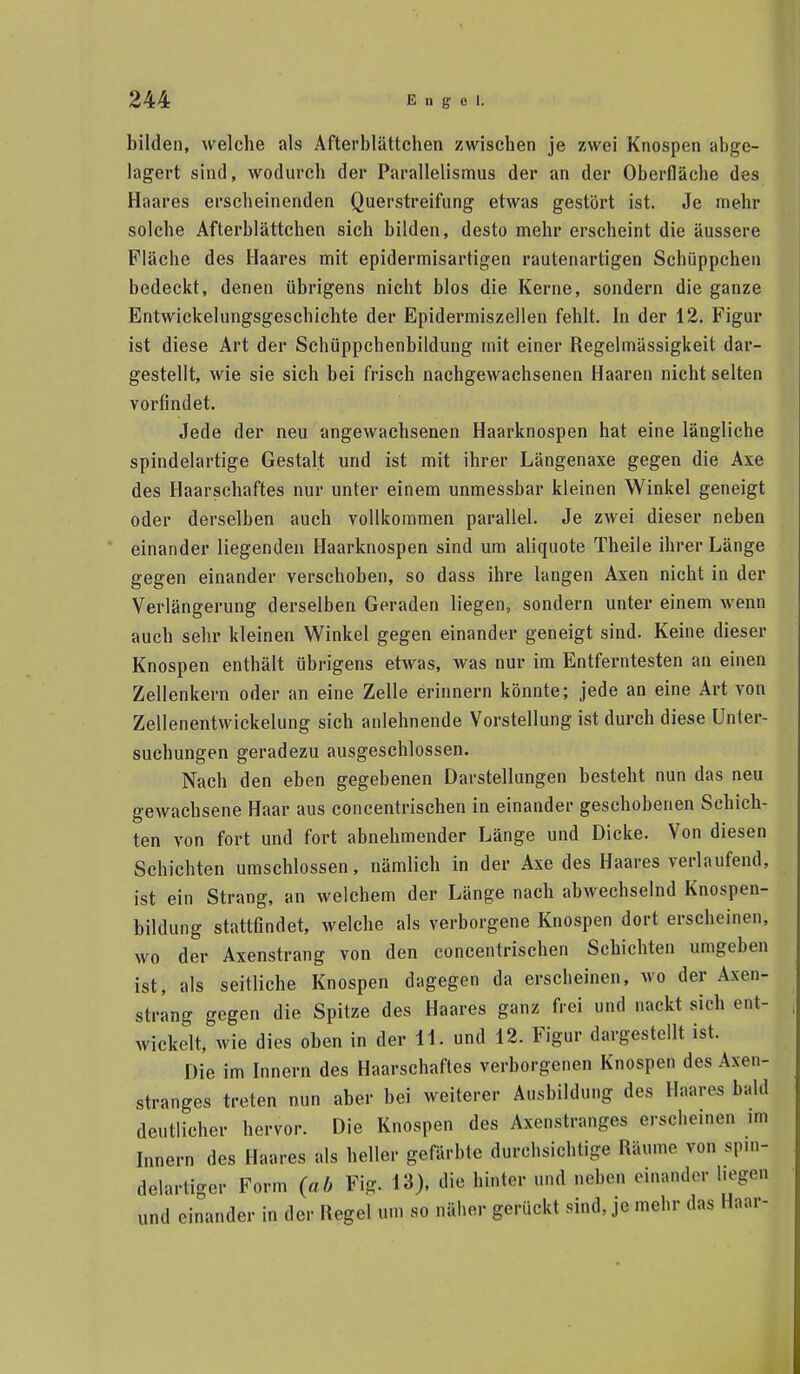 bilden, welche als Afterblättchen zwischen je zwei Knospen abge- lagert sind, wodurch der Parallelismus der an der Oberfläche des Haares erscheinenden Querstreifung etwas gestört ist. Je mehr solche Afterblättchen sich bilden, desto mehr erscheint die äussere Fläche des Haares mit epidermisartigen rautenartigen Schüppchen bedeckt, denen übrigens nicht blos die Kerne, sondern die ganze Entwickelungsgeschichte der Epidermiszellen fehlt. In der 12. Figur ist diese Art der Schüppchenbildung mit einer Regelmässigkeit dar- gestellt, wie sie sich bei frisch nachgewachsenen Haaren nicht selten vorfindet. Jede der neu angewachsenen Haarknospen hat eine längliche spindelartige Gestalt und ist mit ihrer Längenaxe gegen die Axe des Haarschaftes nur unter einem unmessbar kleinen Winkel geneigt oder derselben auch vollkommen parallel. Je zwei dieser neben einander liegenden Haarknospen sind um aliquote Theile ihrer Länge gegen einander verschoben, so dass ihre langen Axen nicht in der Verlängerung derselben Geraden liegen, sondern unter einem wenn auch sehr kleinen Winkel gegen einander geneigt sind. Keine dieser Knospen enthält übrigens etwas, was nur im Entferntesten an einen Zellenkern oder an eine Zelle erinnern könnte; jede an eine Art von Zellenentwickelung sich anlehnende Vorstellung ist durch diese Unter- suchungen geradezu ausgeschlossen. Nach den eben gegebenen Darstellungen besteht nun das neu gewachsene Haar aus concentrischen in einander geschobenen Schich- ten von fort und fort abnehmender Länge und Dicke. Von diesen Schichten umschlossen, nämlich in der Axe des Haares verlaufend, ist ein Strang, an welchem der Länge nach abwechselnd Knospen- bildung stattfindet, welche als verborgene Knospen dort erscheinen, wo der Axenstrang von den concentrischen Schichten umgeben ist, als seitliche Knospen dagegen da erscheinen, wo der Axen- strang gegen die Spitze des Haares ganz frei und nackt sich ent- wickelt, wie dies oben in der 11. und 12. Figur dargestellt ist. Die im Innern des Haarschaftes verborgenen Knospen des Axen- stranges treten nun aber bei weiterer Ausbildung des Haares bald deutlicher hervor. Die Knospen des Axenstranges erscheinen im Innern des Haares als heller gefärbte durchsichtige Räume von spin- delartiger Form (ab Fig. 13). die hinter und neben einander liegen und einander in der Regel um so näher gerückt sind, je mehr das Haar-